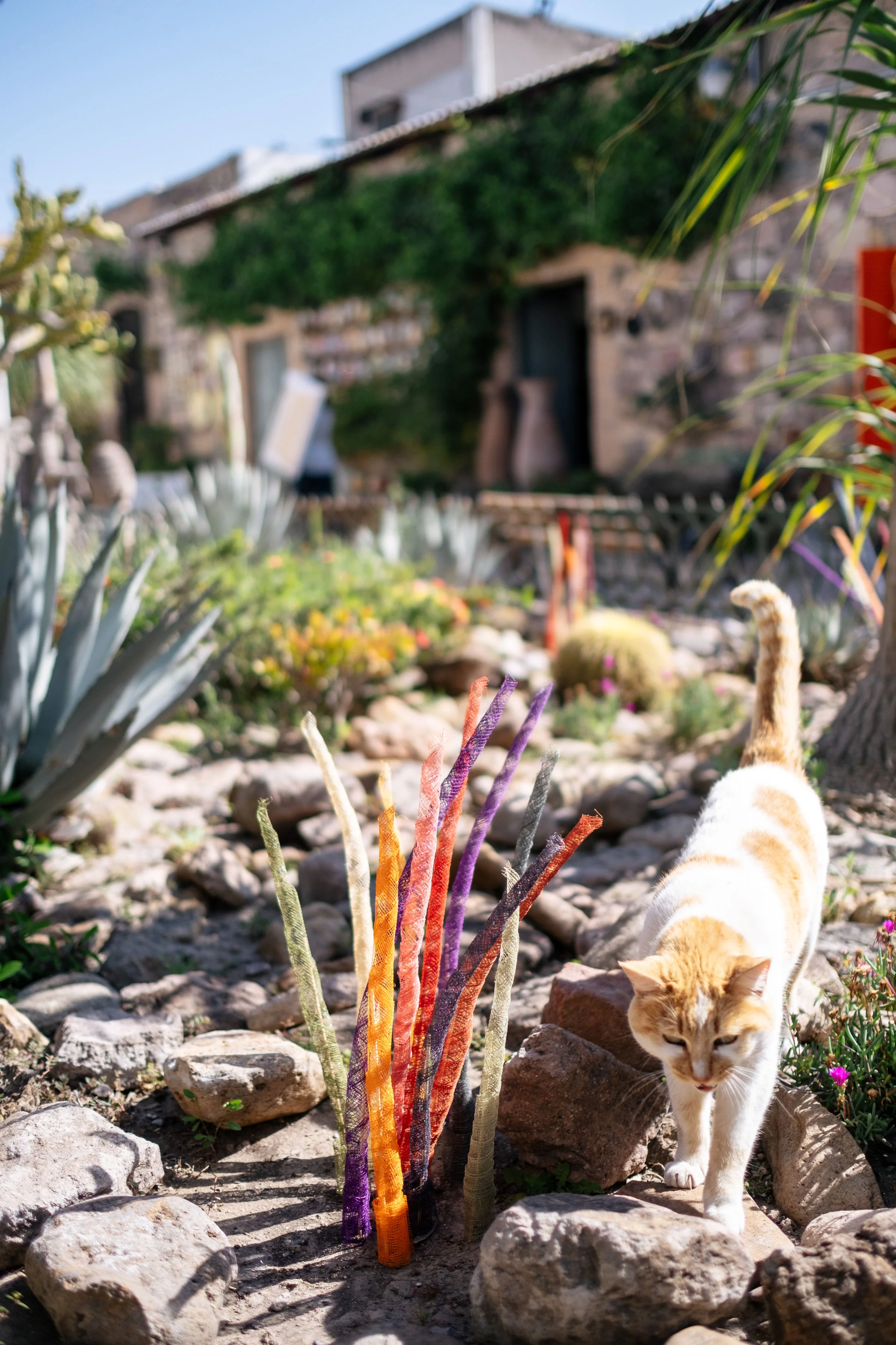 Swizzle Stick Kitty