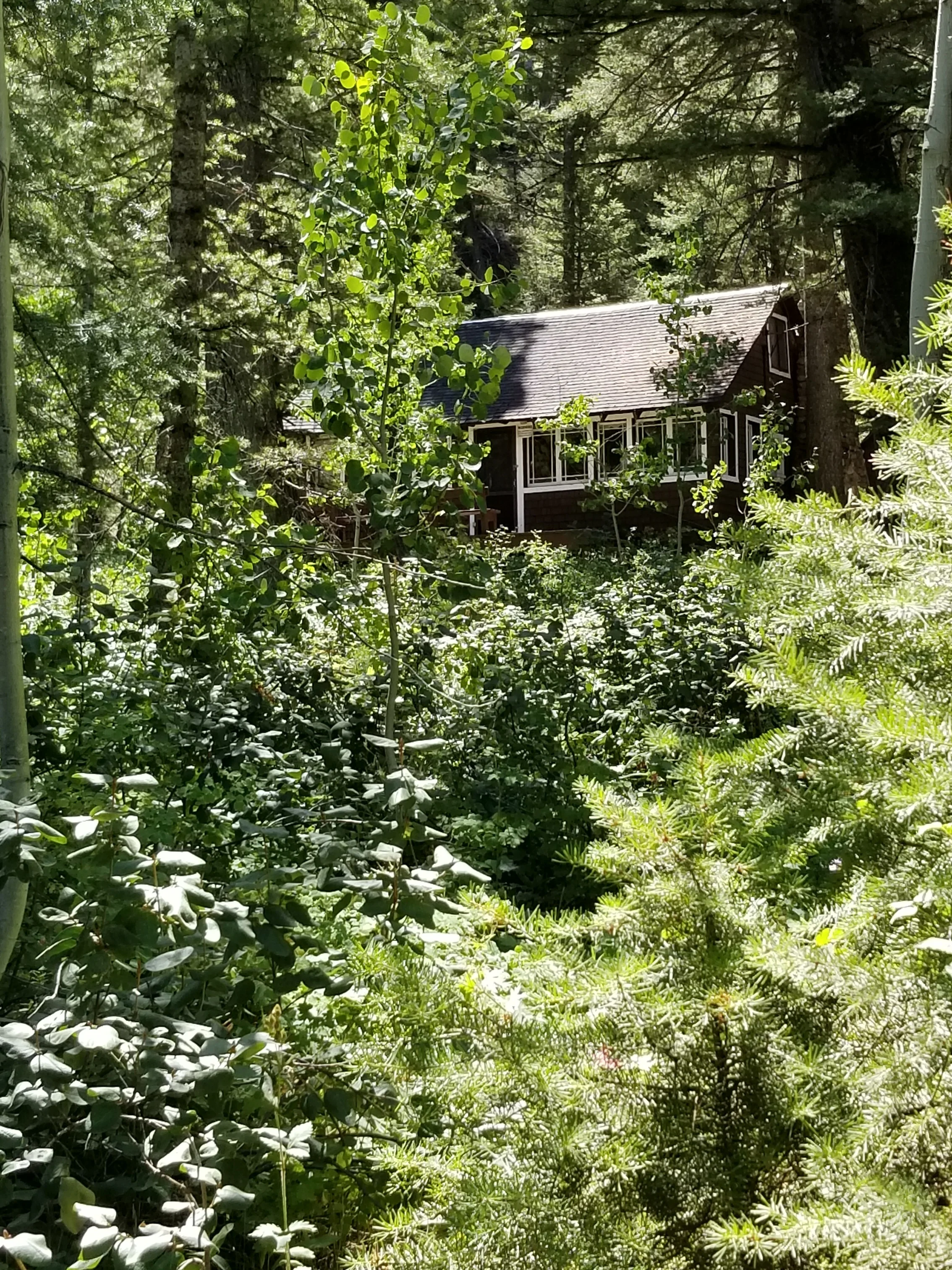 The rustic cabin my family owned near Easley Hot Springs where special memories were made.