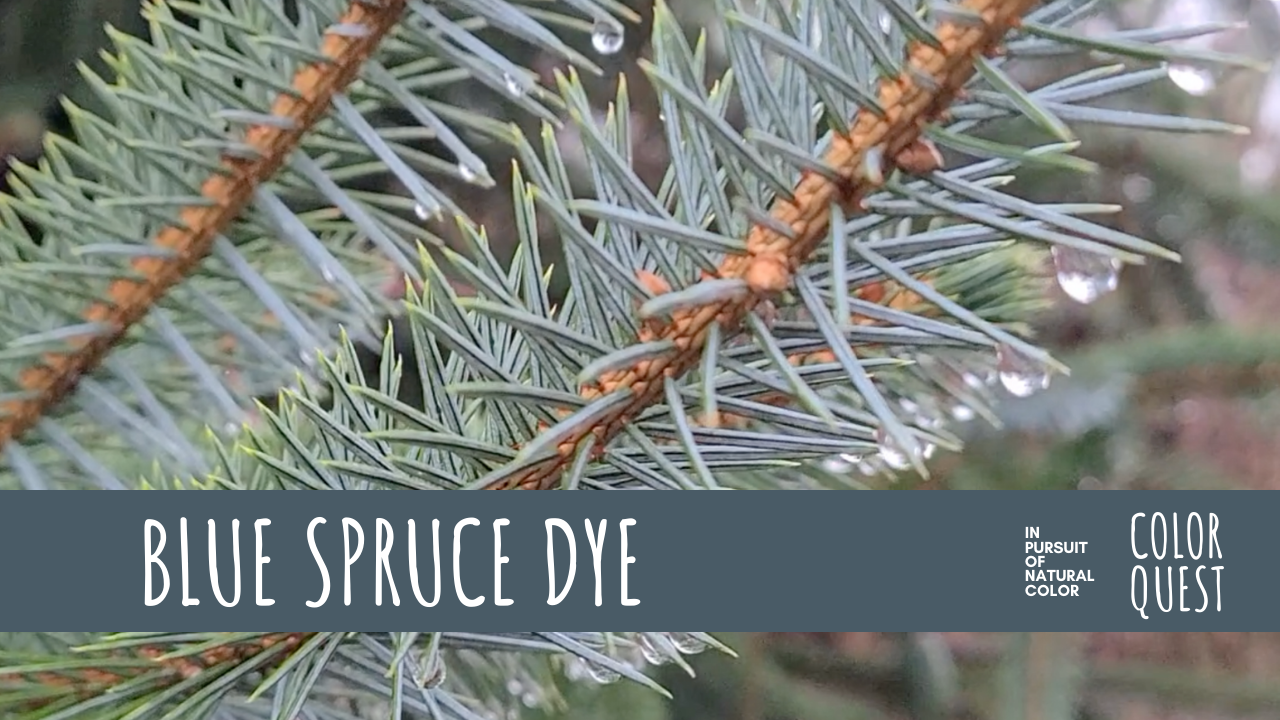 Blue Spruce Dye
