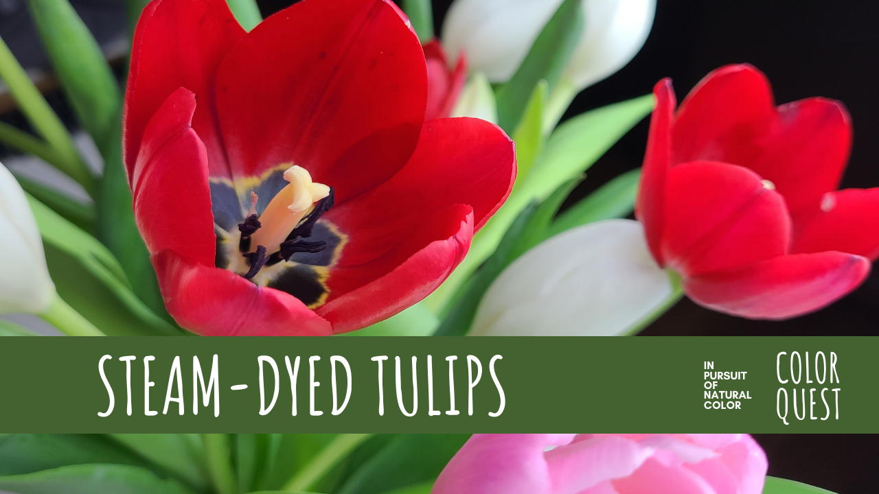Steam-Dyed Tulips
