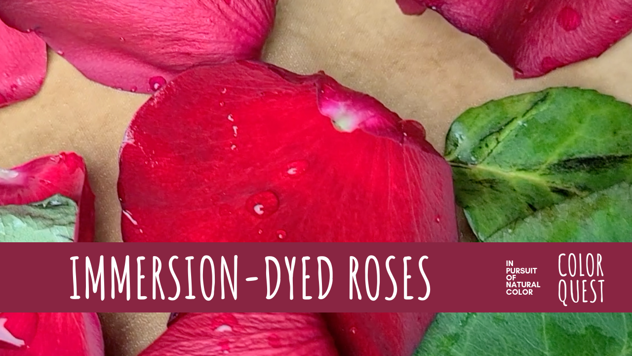 Immersion-Dyed Roses