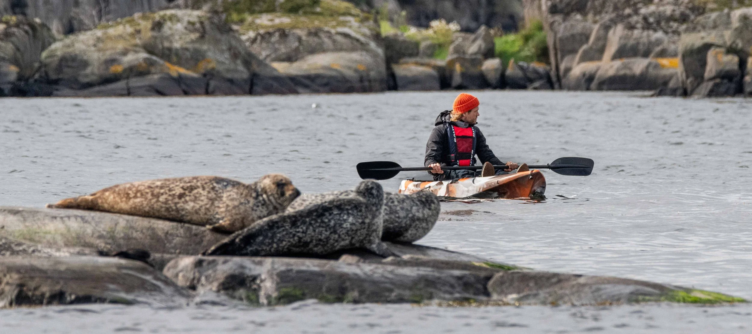 Kote Noll Seals Kayaking. small-12.jpg