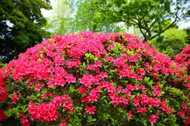 azaleas.jpg
