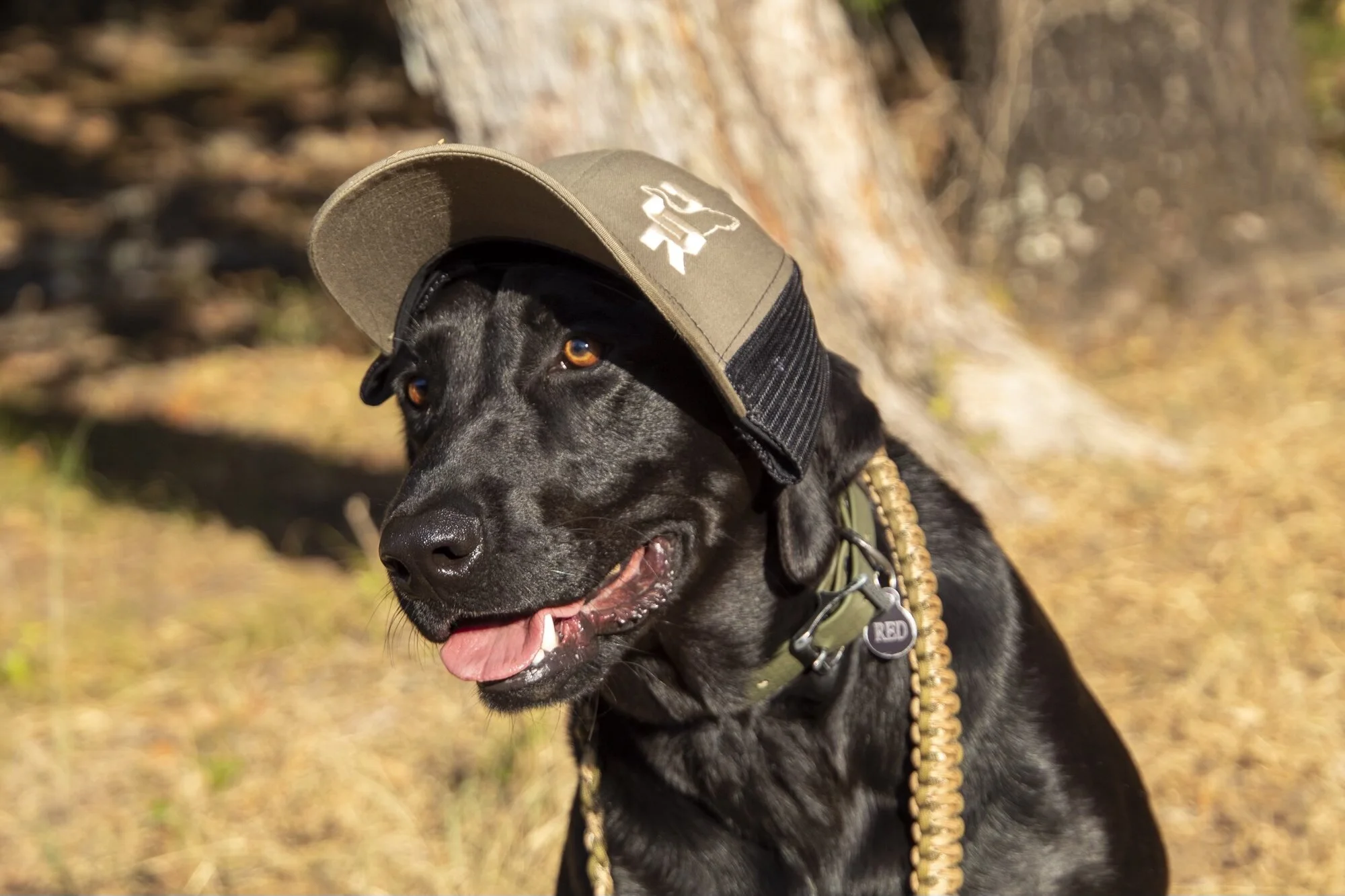 D02A51D5-EB9A-4763-B652-2DD8CEF38536