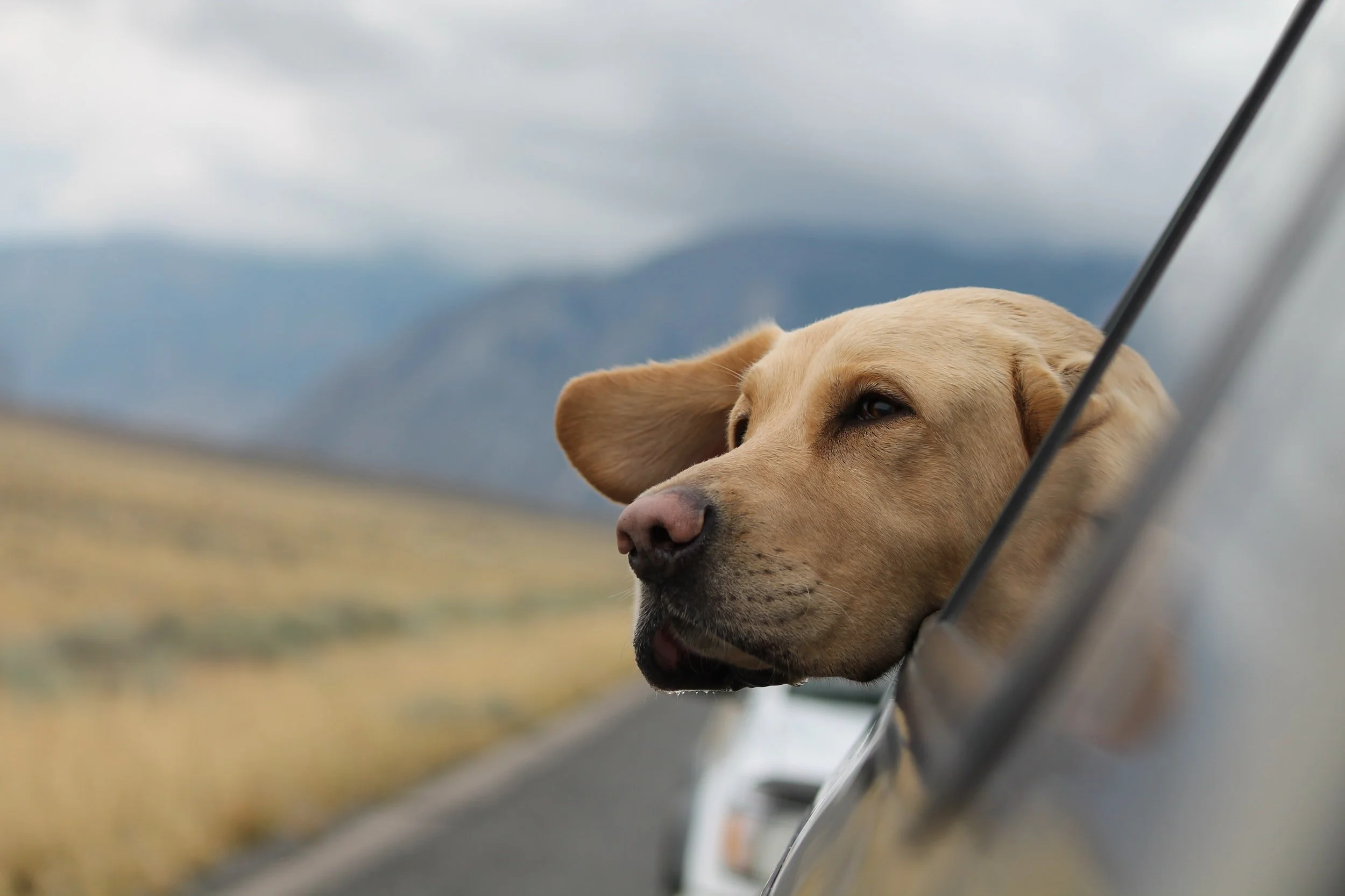 Best Places to Travel with your Dog in the United States