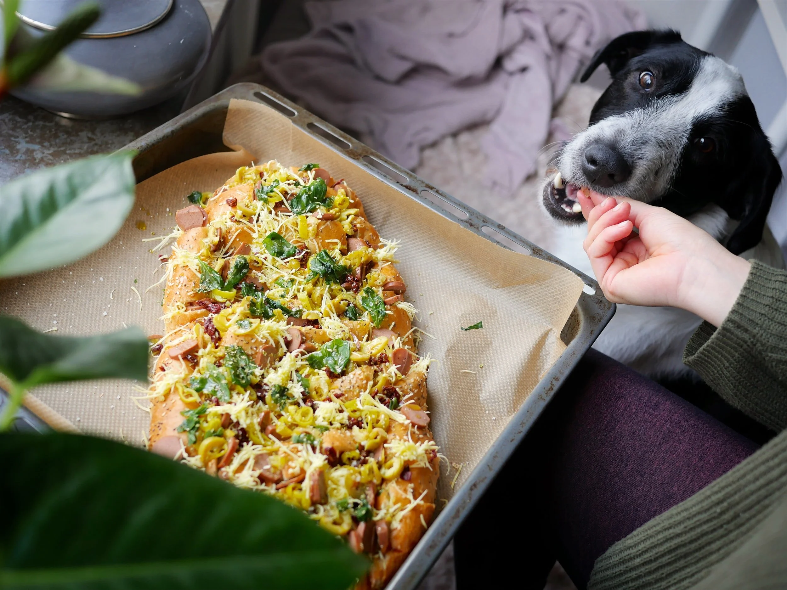 Which Human Foods can you Share with your Dog?