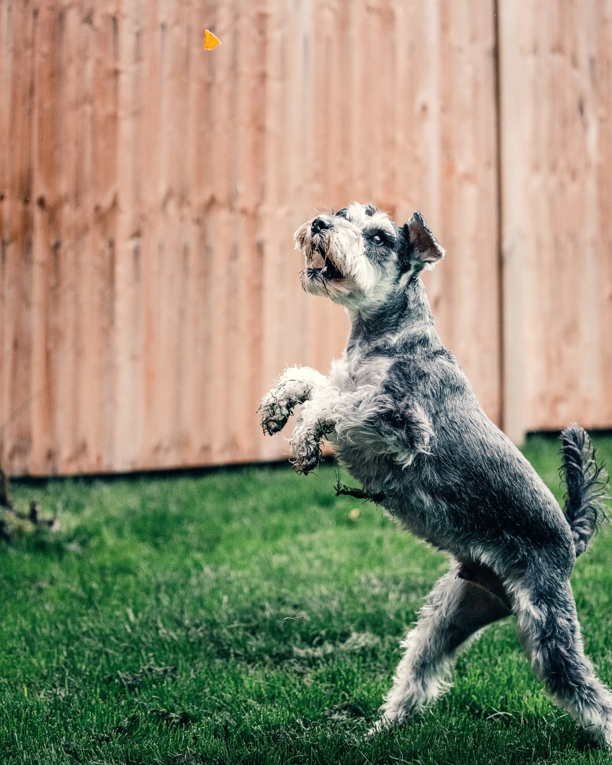 Top 10 Healthiest Dog Treats