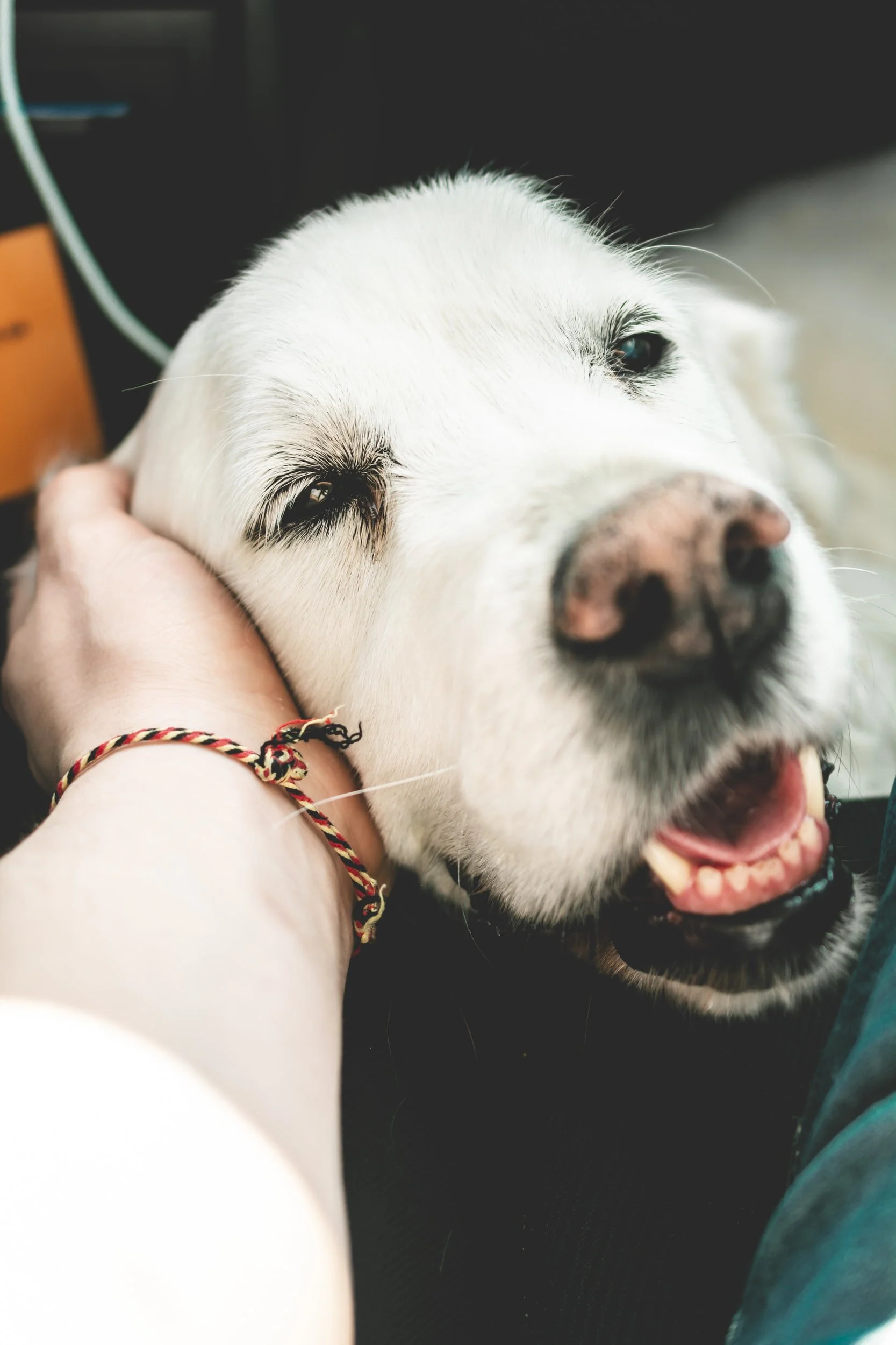 Best Way to Care for an Aging Dog