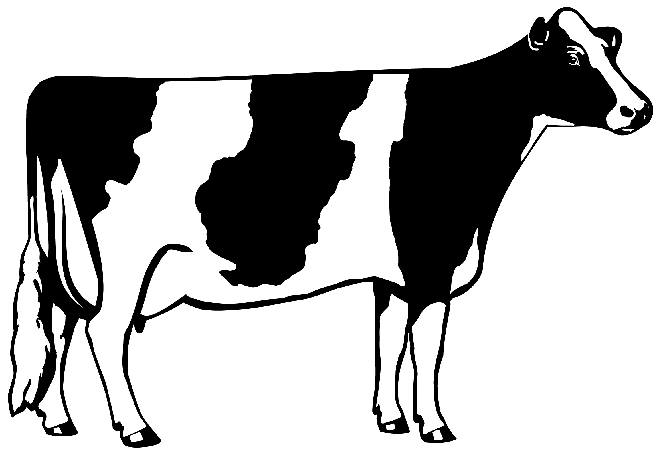 cow-true-tope.jpeg