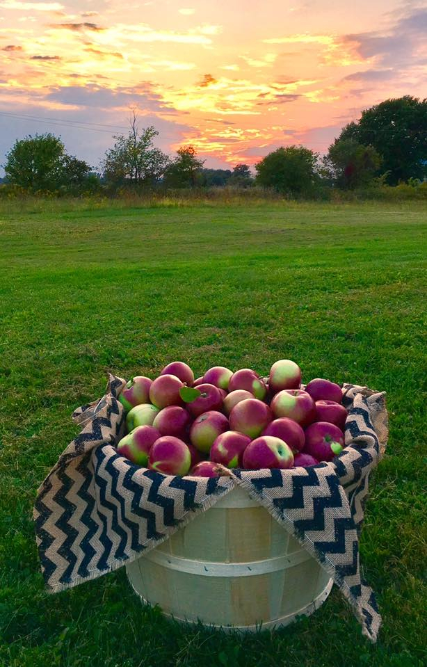 AppleStock Orchard – autocueillette
