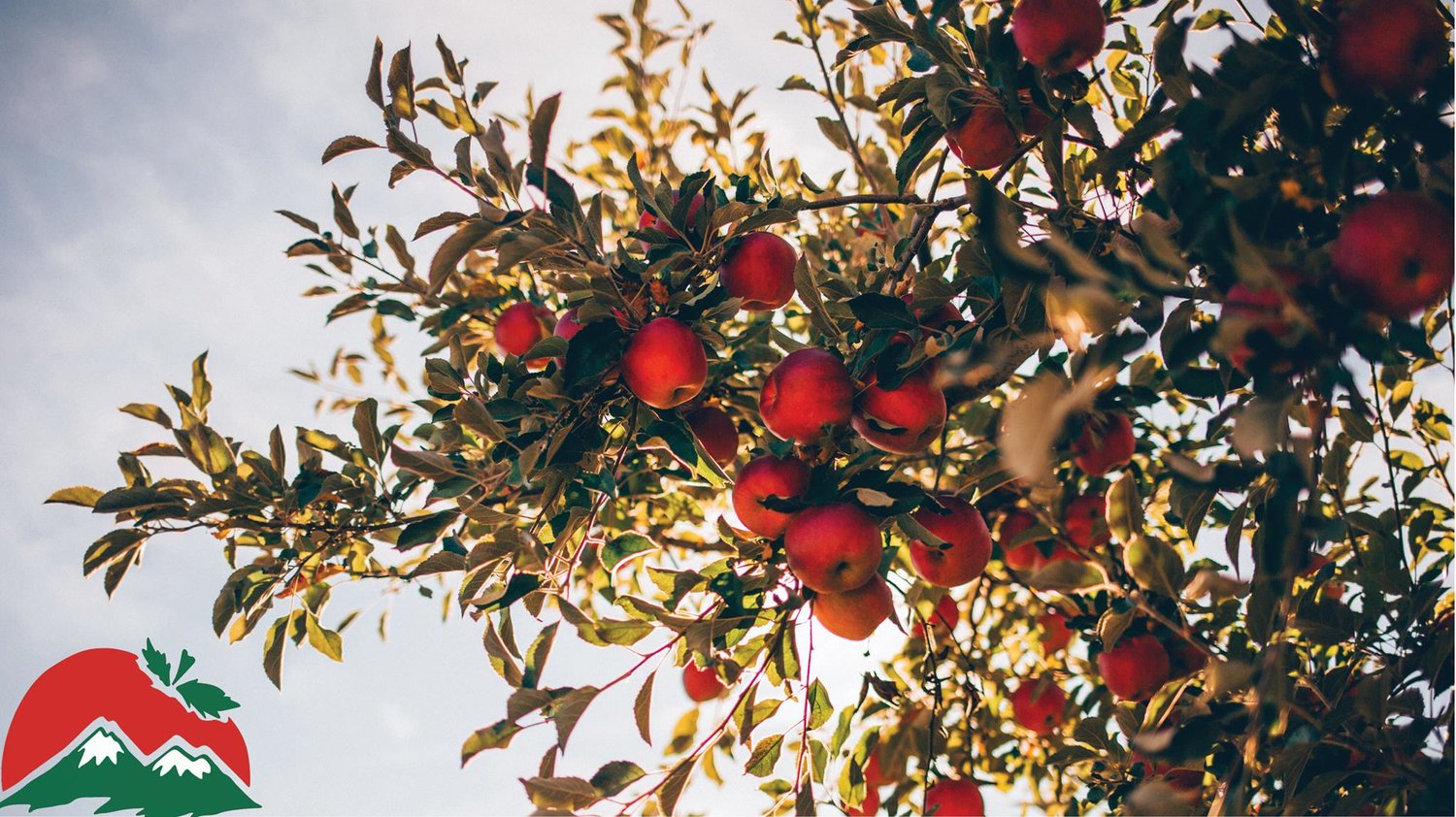 Mountain Orchards