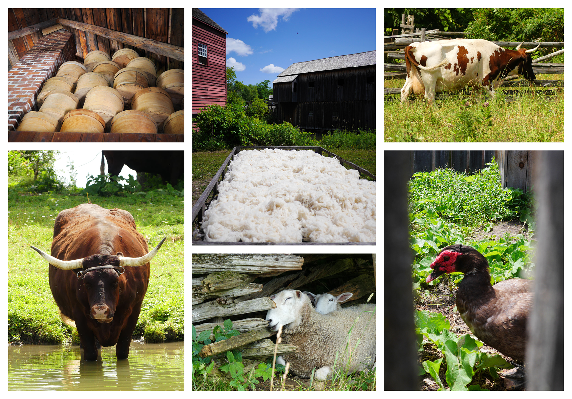 18-uppercanadavillage-animals.png