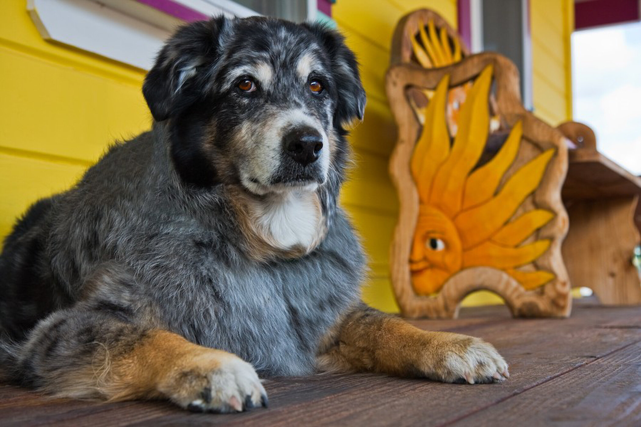 Winery Dog Cisco Australian Shepard on porch