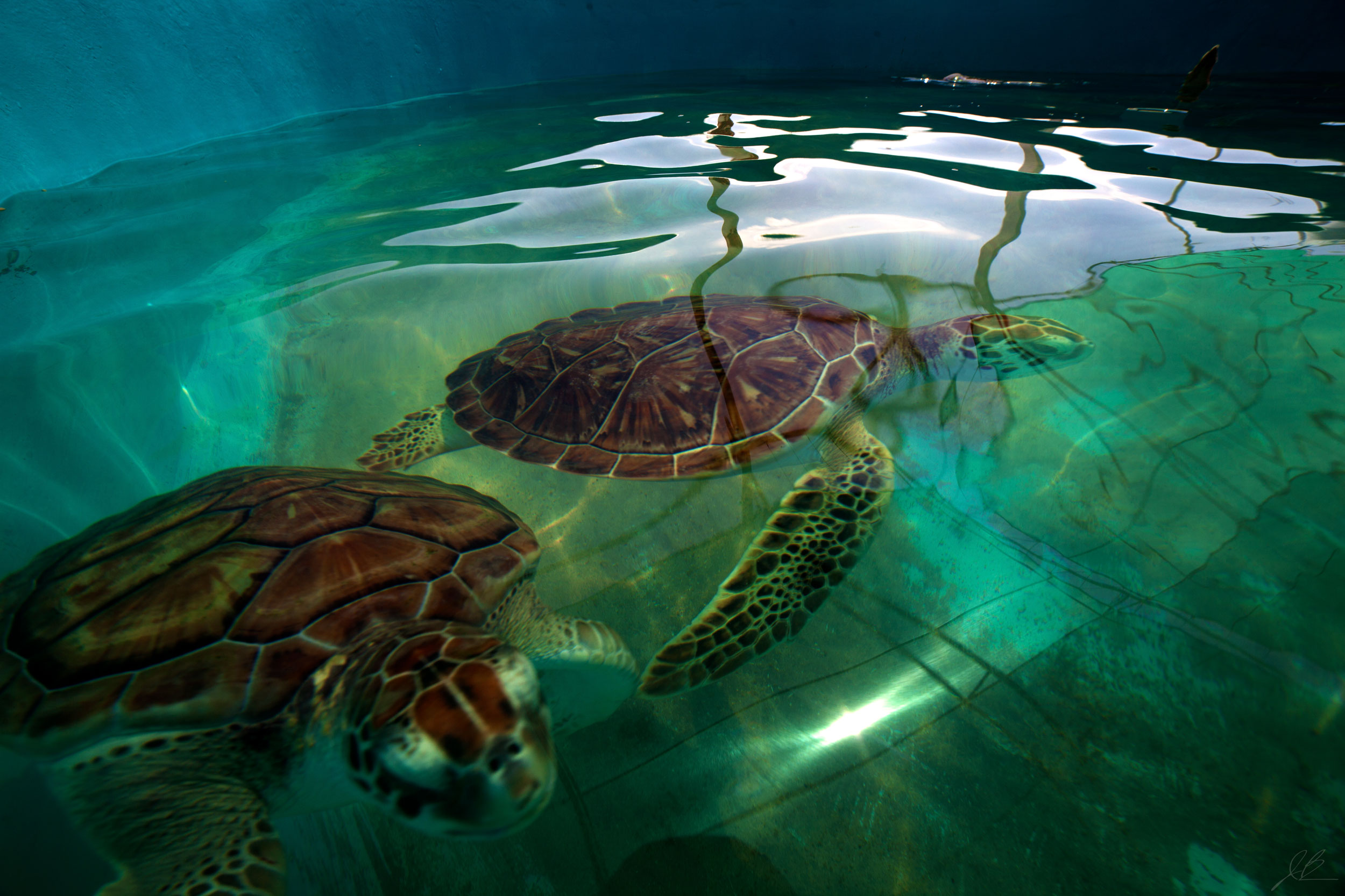 Sea-Turtles-Edit-11-21-17.jpg