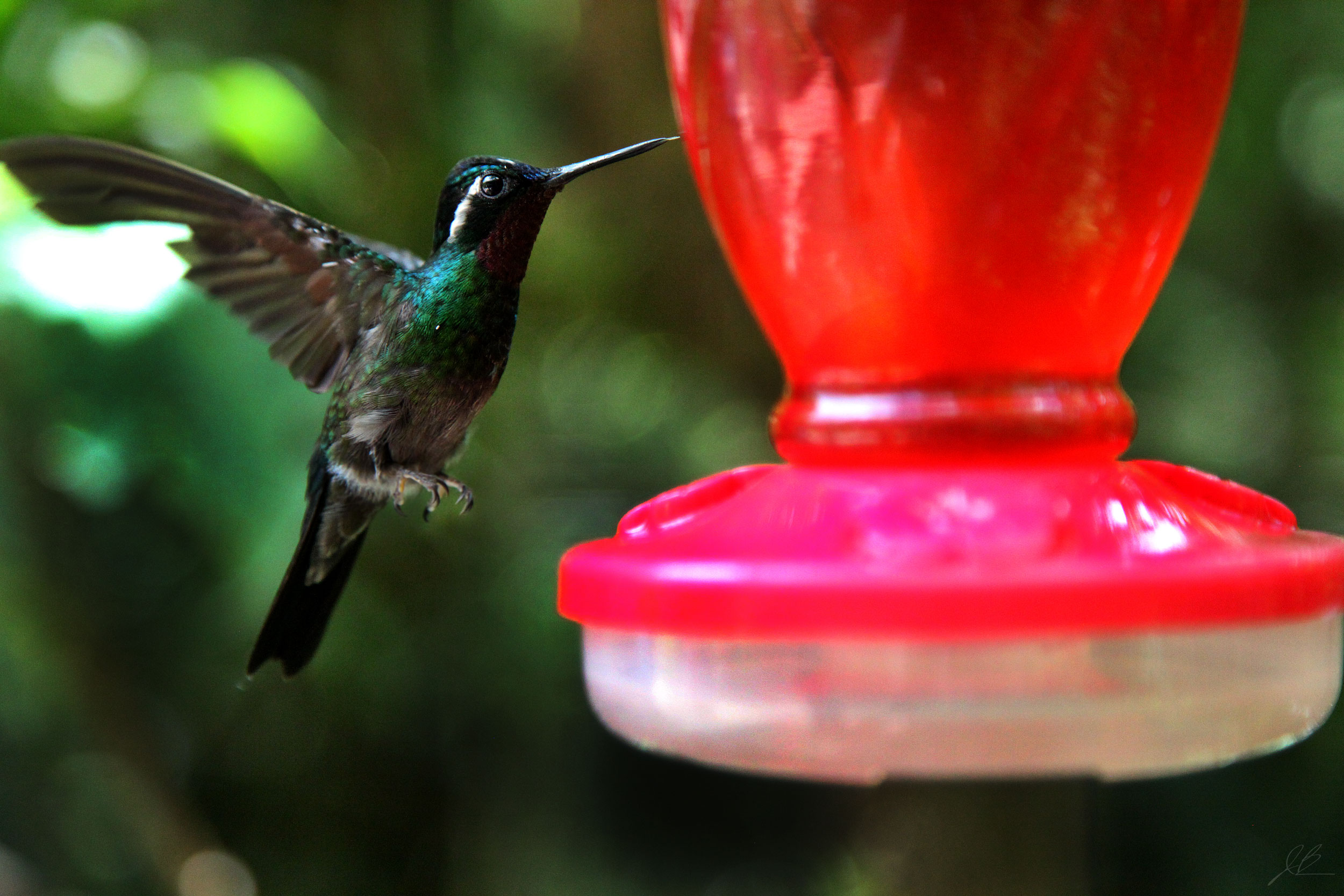 hummingbird-1-edit-.jpg