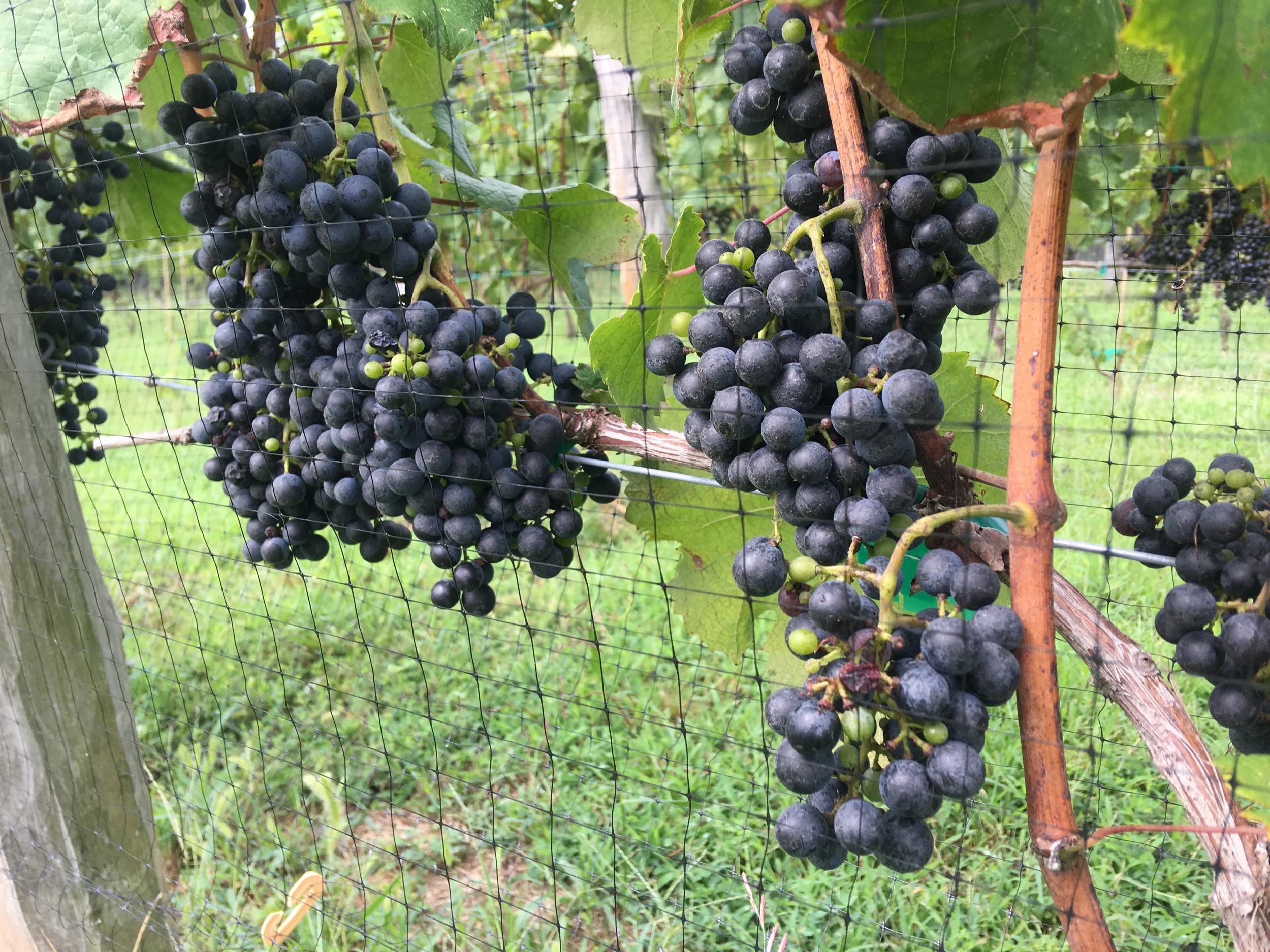 3rd leaf Petit Verdot on Mount Alto.