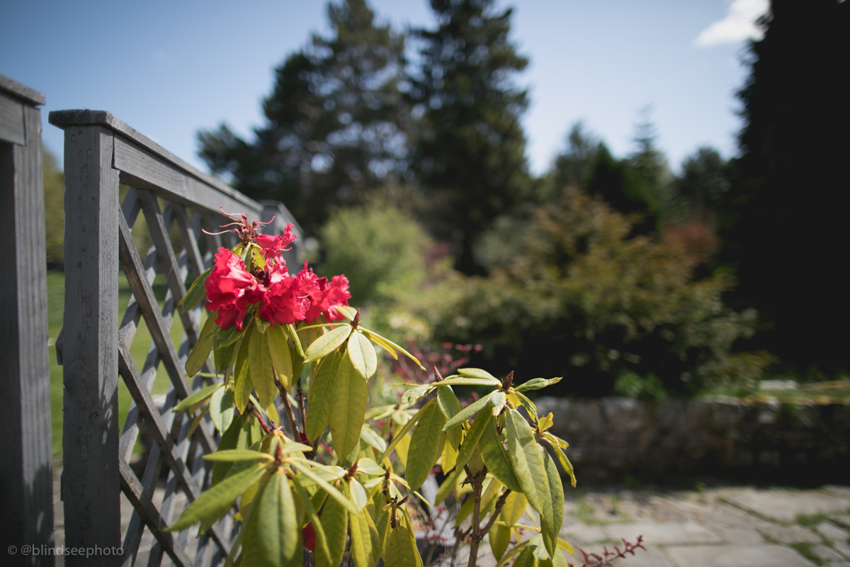 Soillerie House - Rhododendron