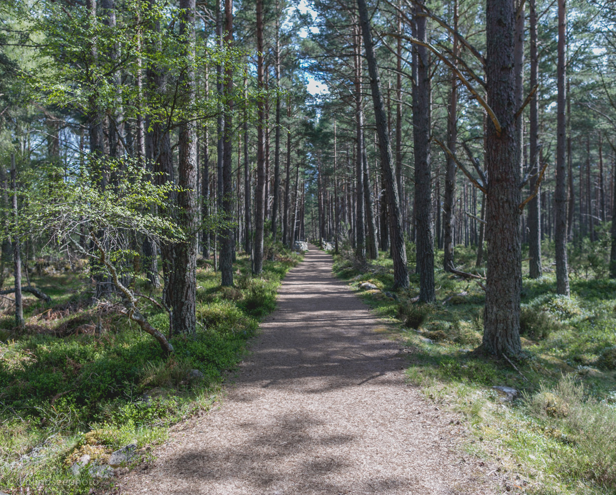 Soillerie House - Forest bathing