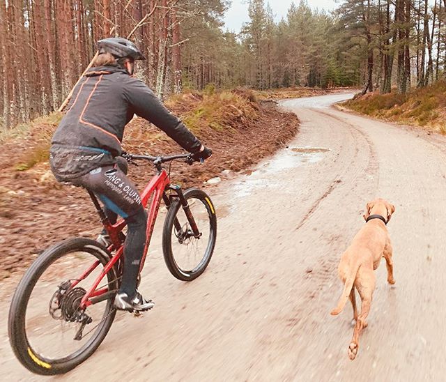 If ever there was a place for #mountainbiking, the forest of Badan Dubh could be it - and it&rsquo;s right on our doorstep... #cycleholiday #cairngormsnationalpark #insh #dogfriendly #selfcatering #selfcateringcottage