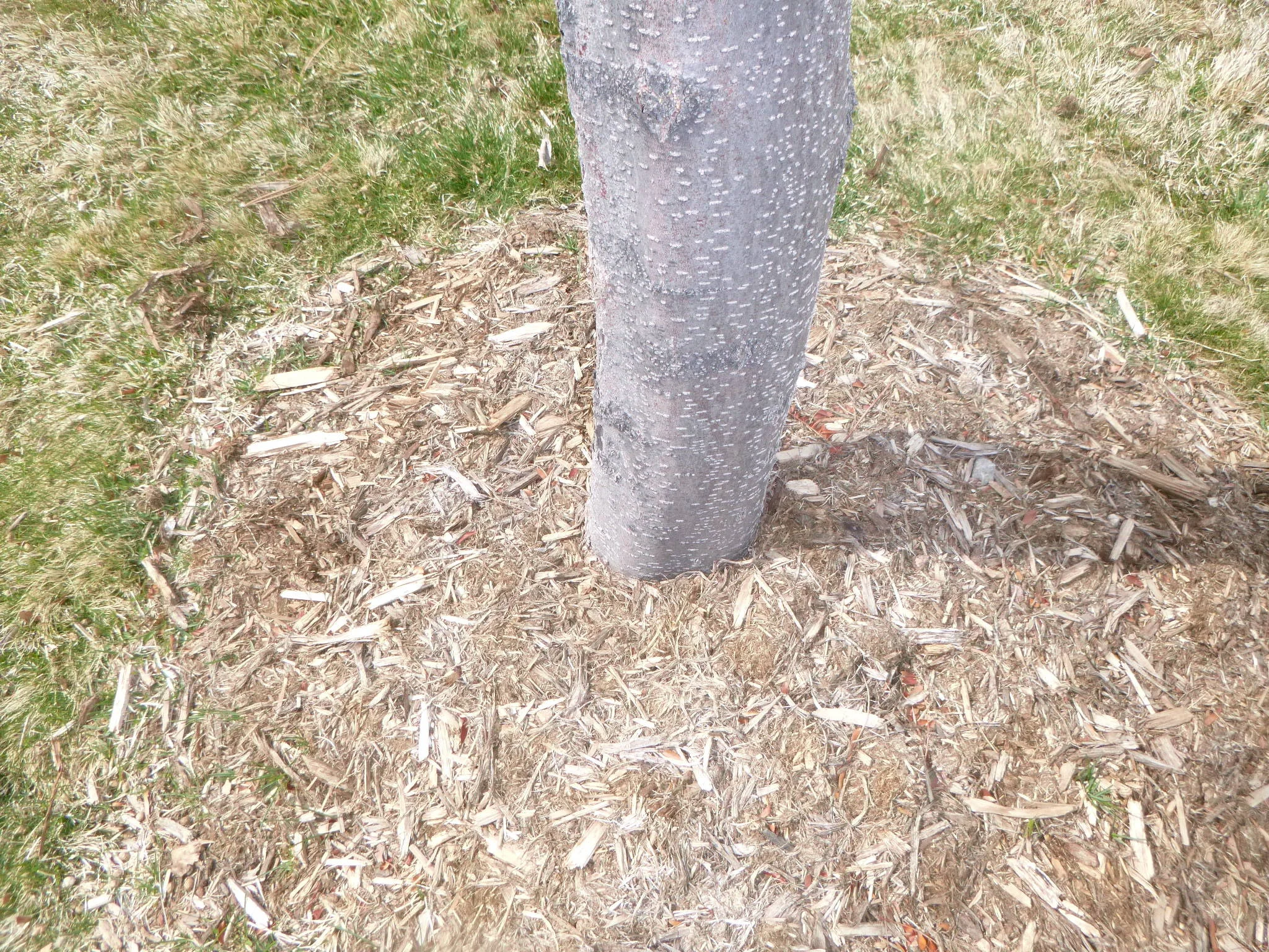 What’s wrong with this picture? The many benefits of mulching the base of your tree are negated by not leaving a three inch gap between the tree trunk and the mulch.