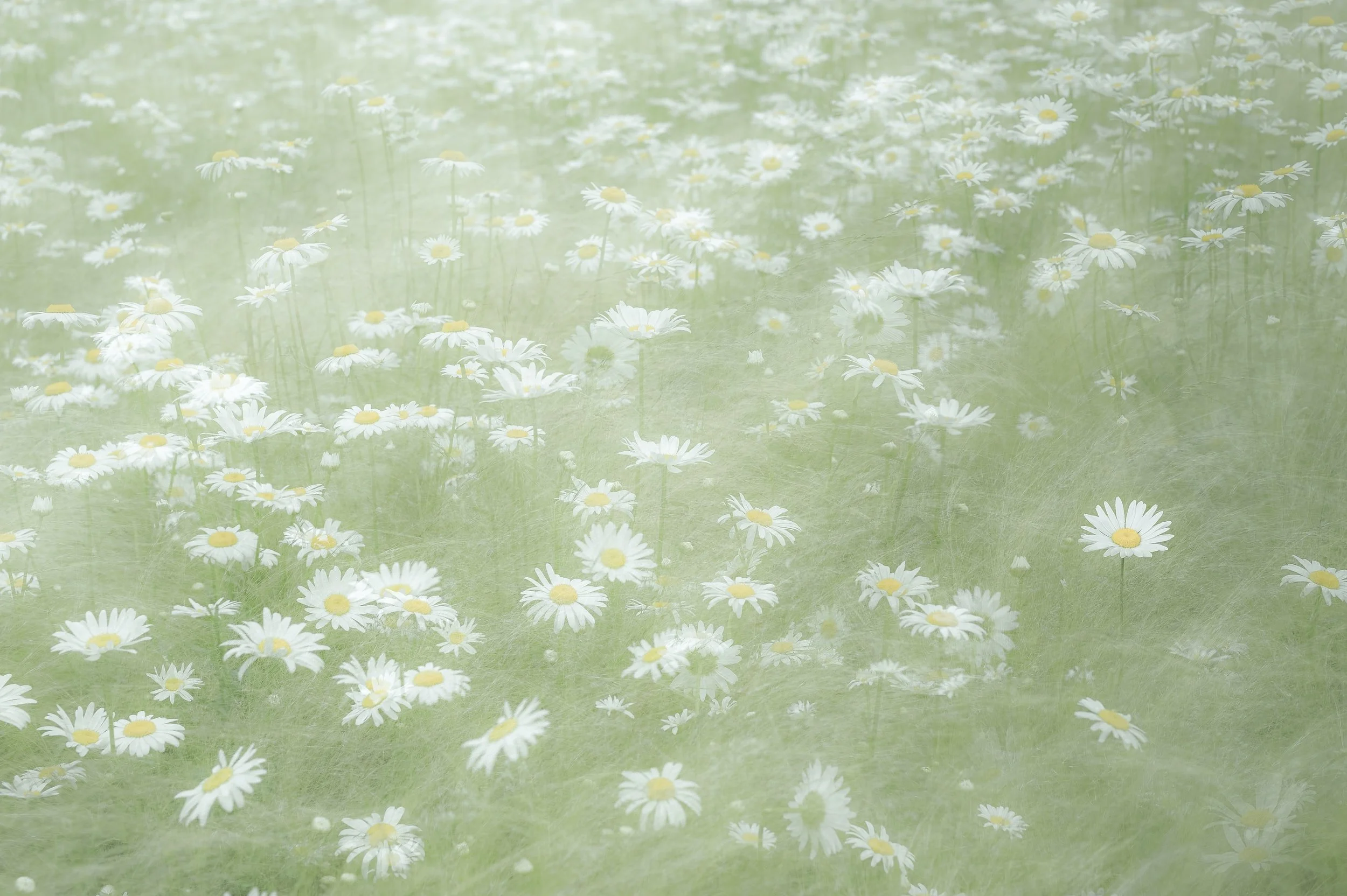Grief is Contagious: Try and Catch Some