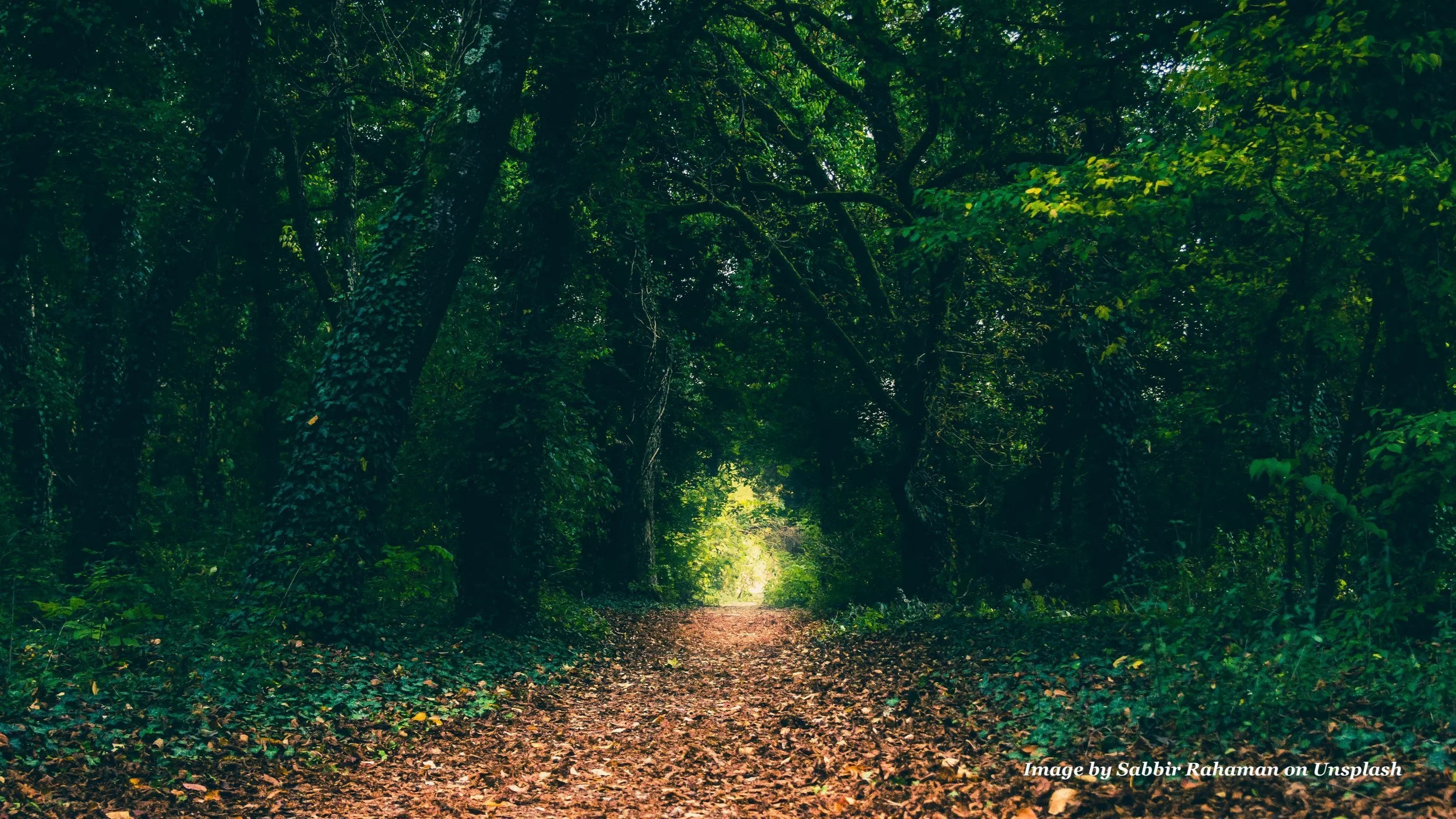sabbir-rahaman-PAxuttF3BvQ-unsplash.jpg