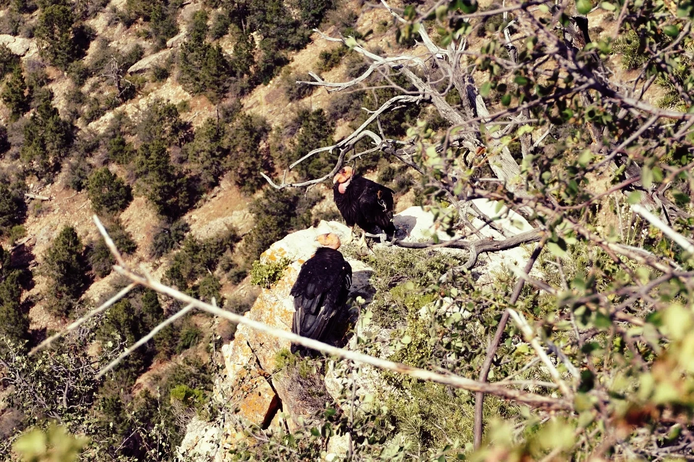 The California Condor is one of the rarest bird species in the world.