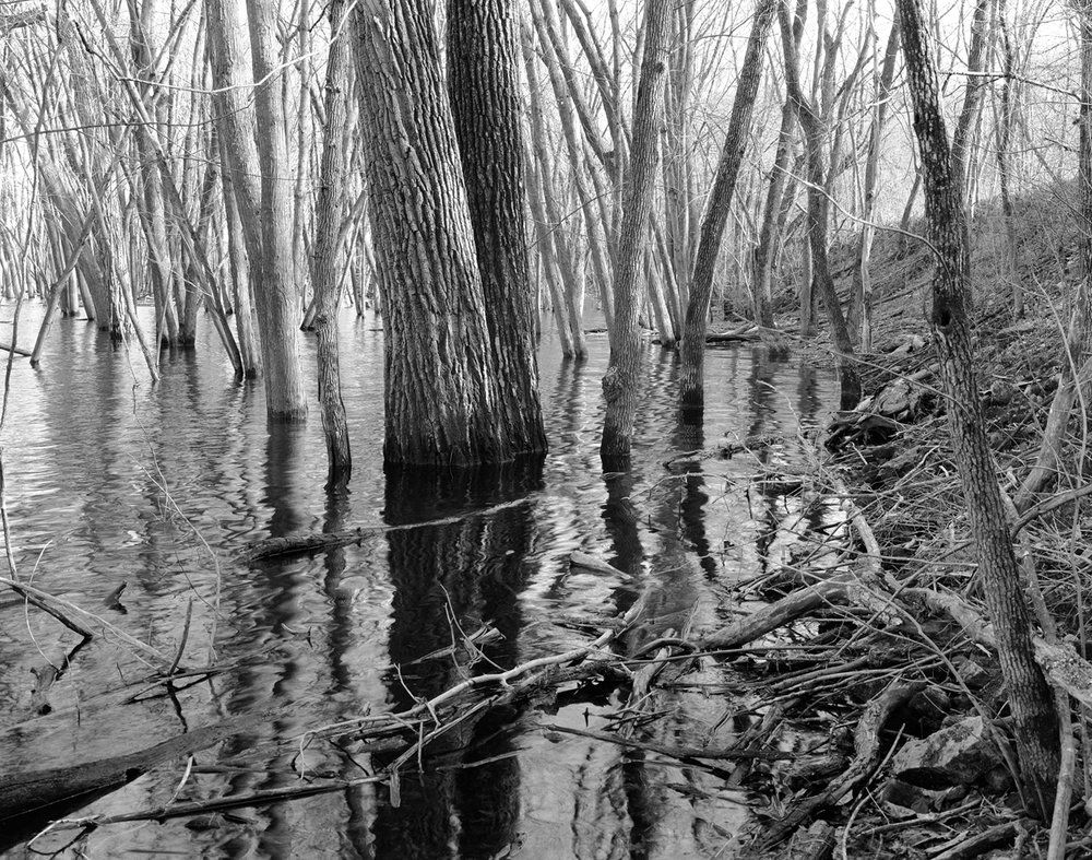 2 Inundated Forest, St Croix River, MN, 2009.jpg