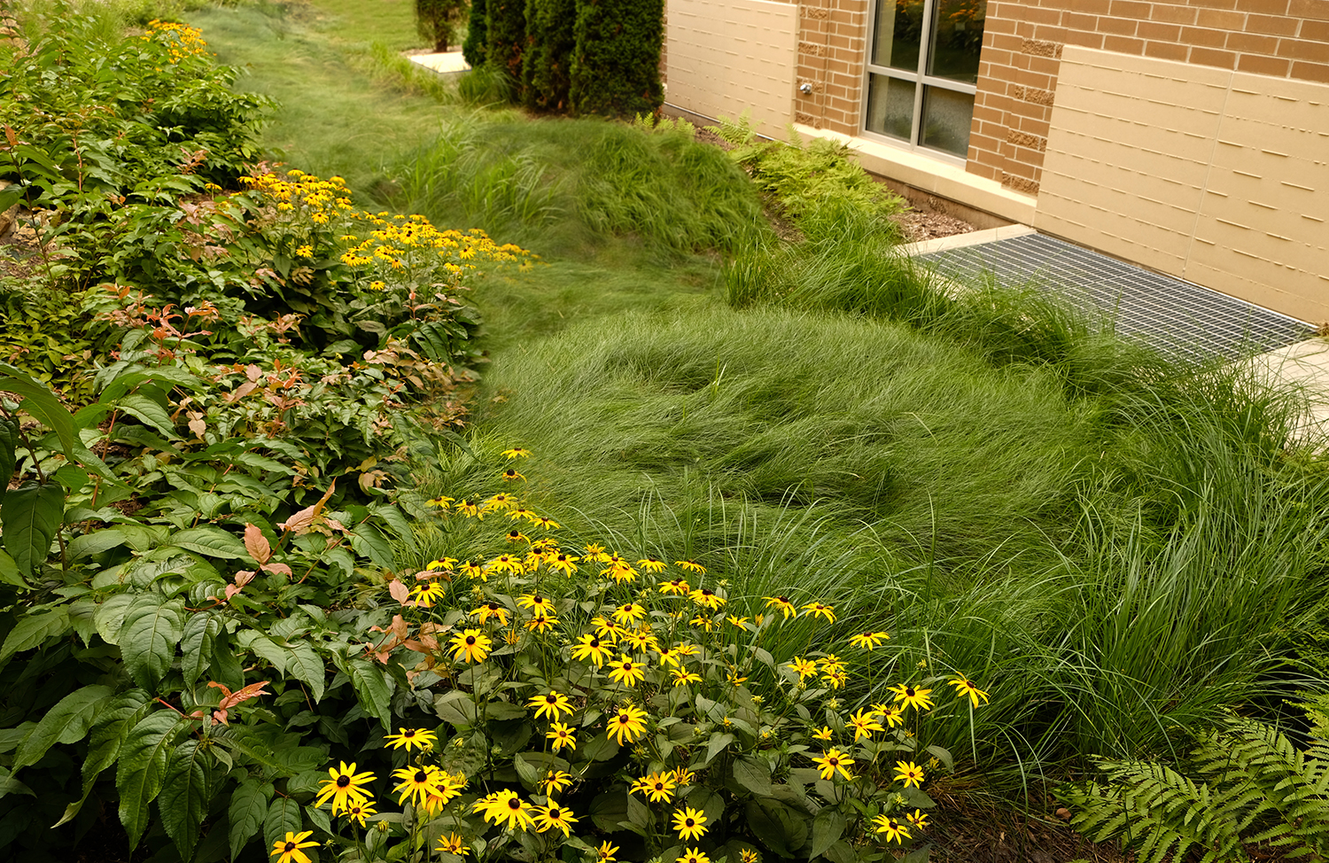 Sculpture Garden plantings one-year after installation, filling in nicely. Two raised berms for the display of artwork. Extreme conditions between buildings from bright sunlight to shadow, dry to wet meant plants ranging from prairie types to forest and wetland species, and no-mow grass mix.