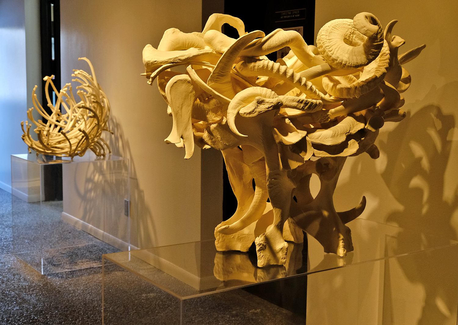 Onofrio_2019_4824.jpg