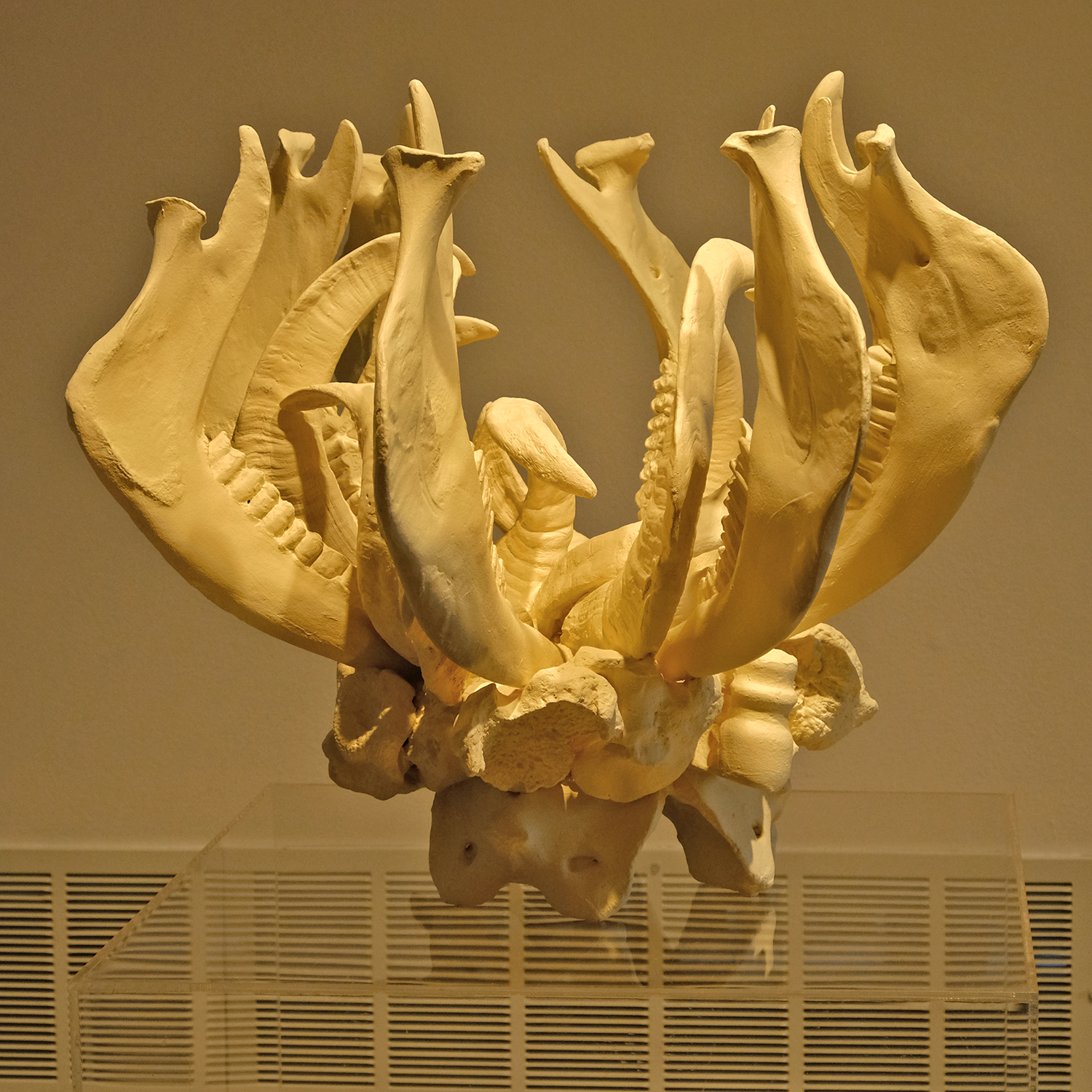Onofrio_2019_4827.jpg