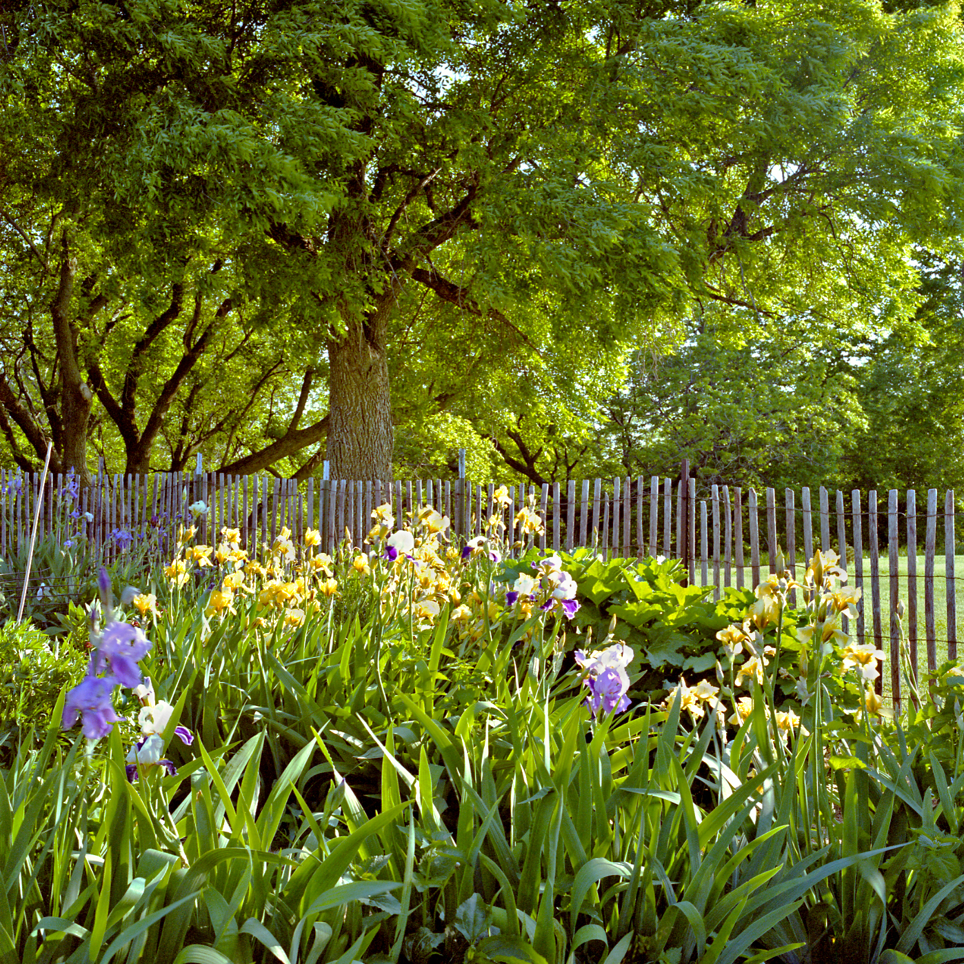 Tall-bearded irises