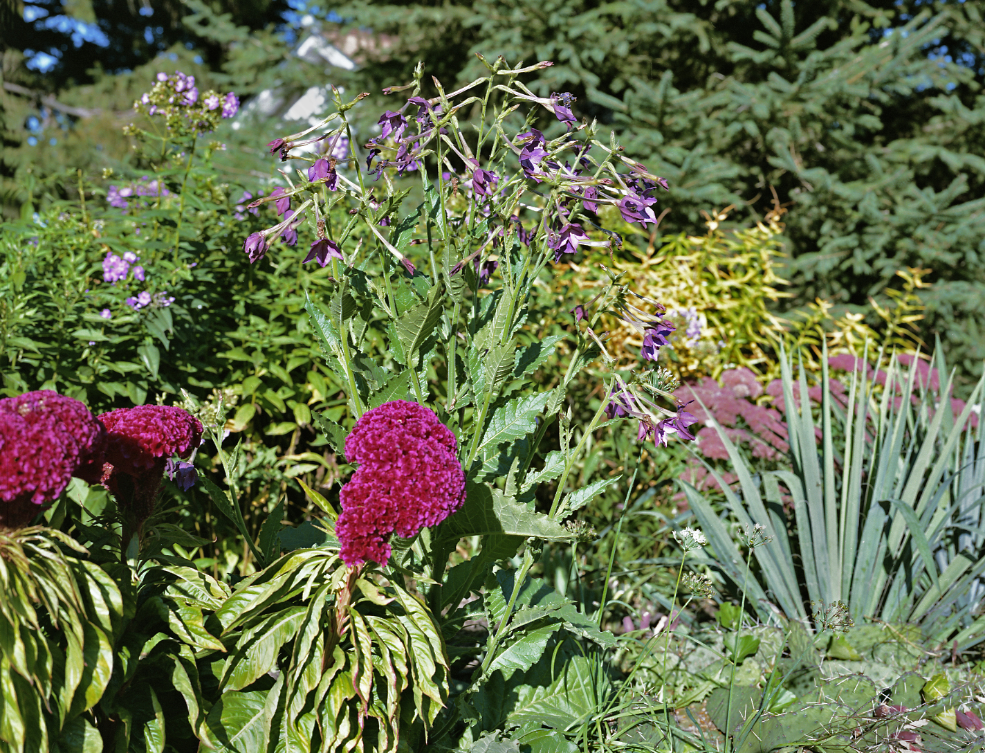 Amaranth, Nicotiana, Sedum