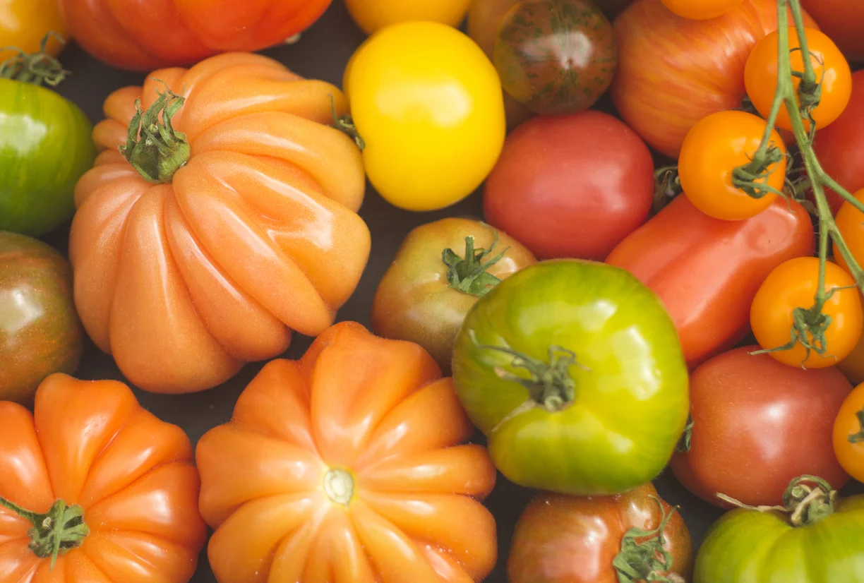 tomatoes.jpg