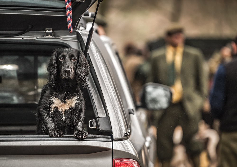 dog-in-car-stuckeridge.jpg