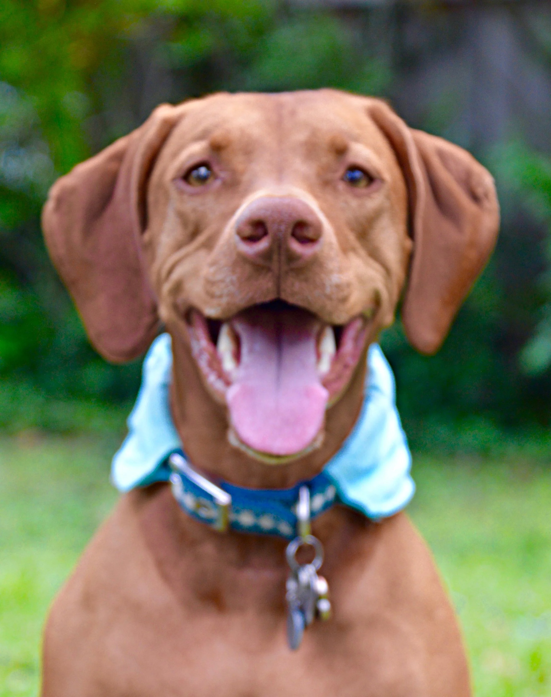 WOOF IN THE RUFF IS NOW ONLINE!