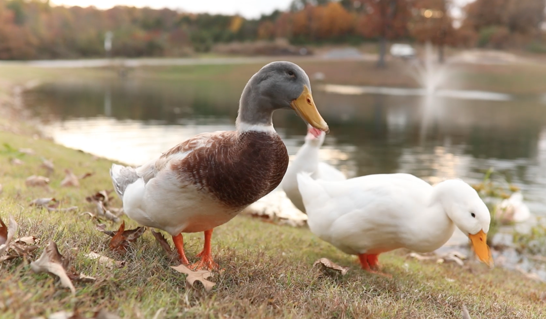 Feeding Ducks.