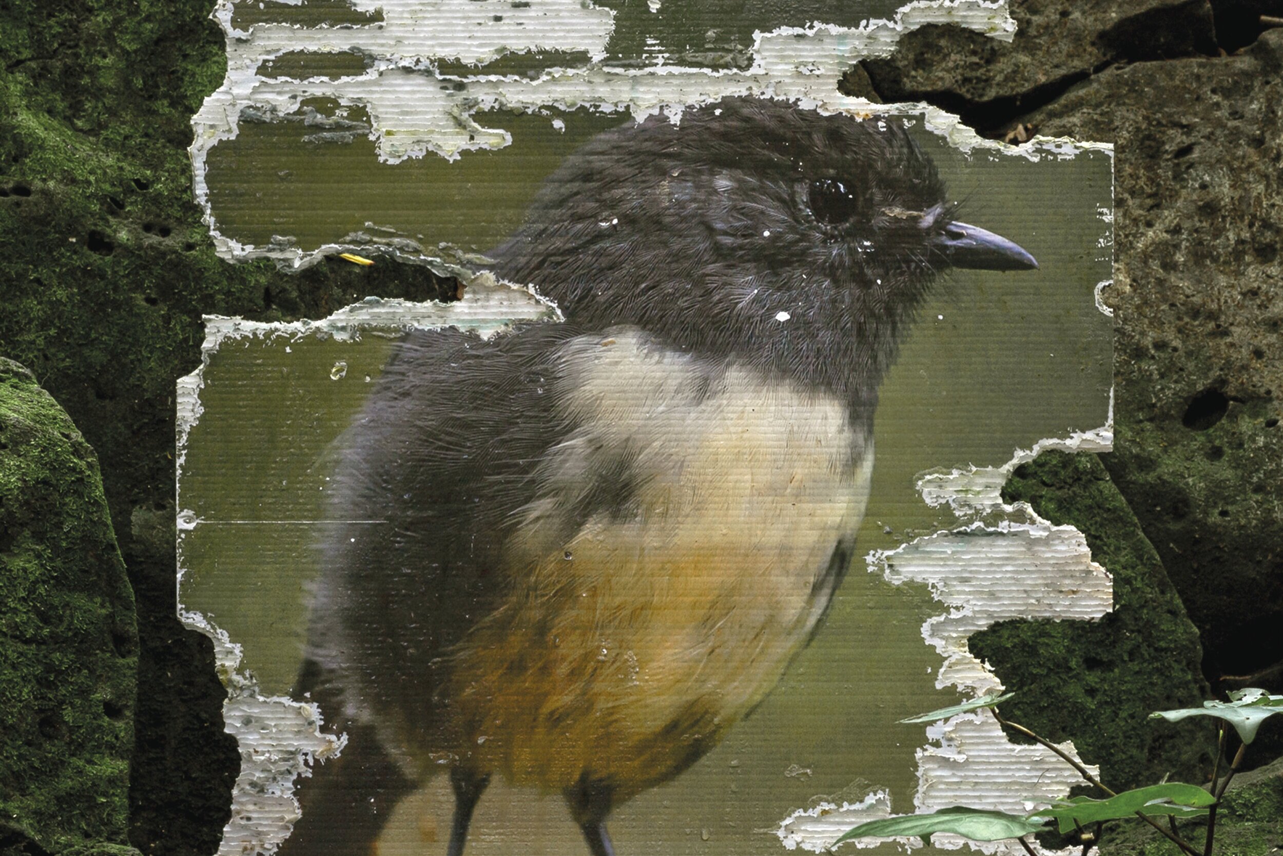 PORTRAITS BY PREDATORS