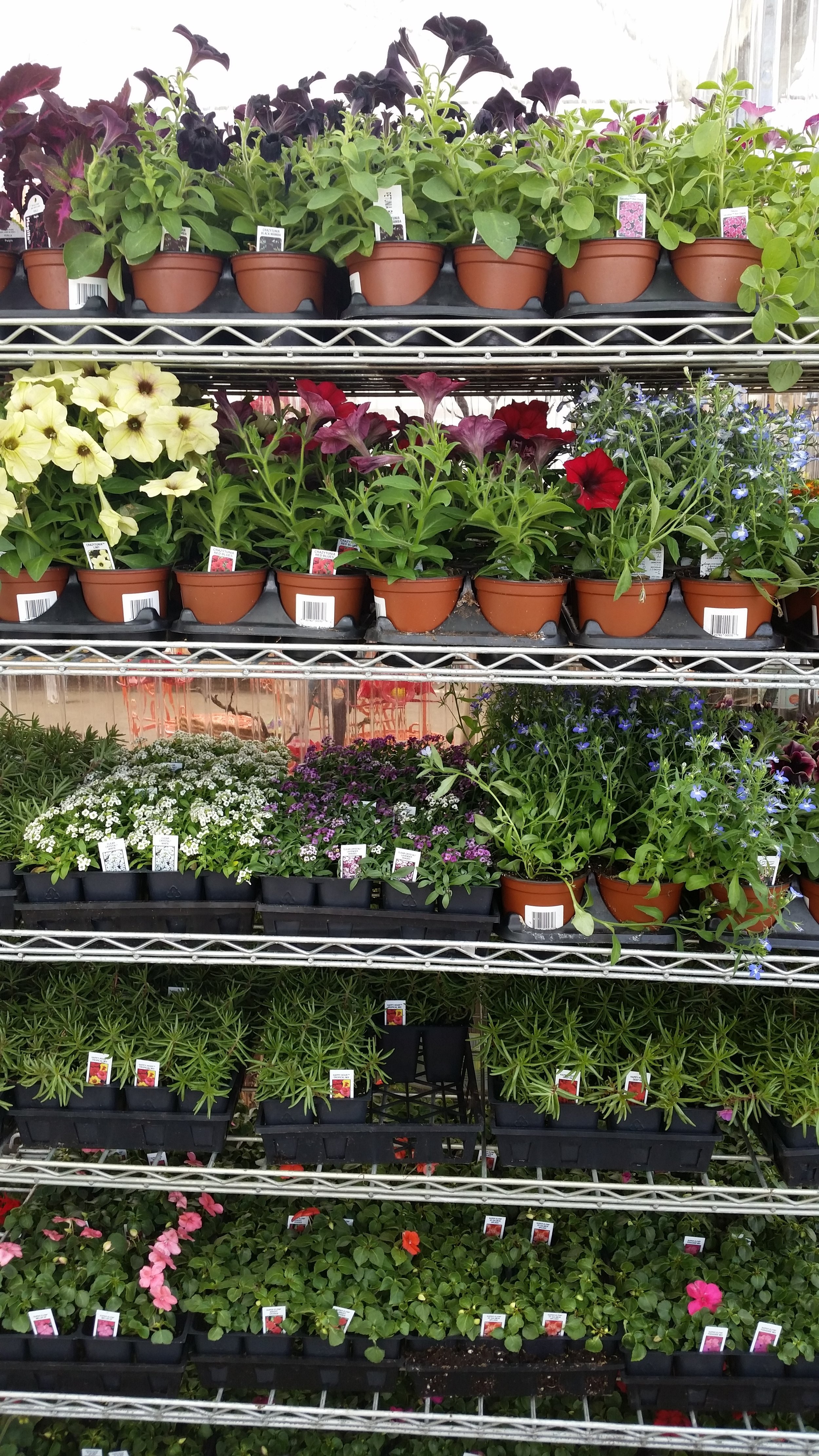 Outdoor Plants Patio Gardens Victoria