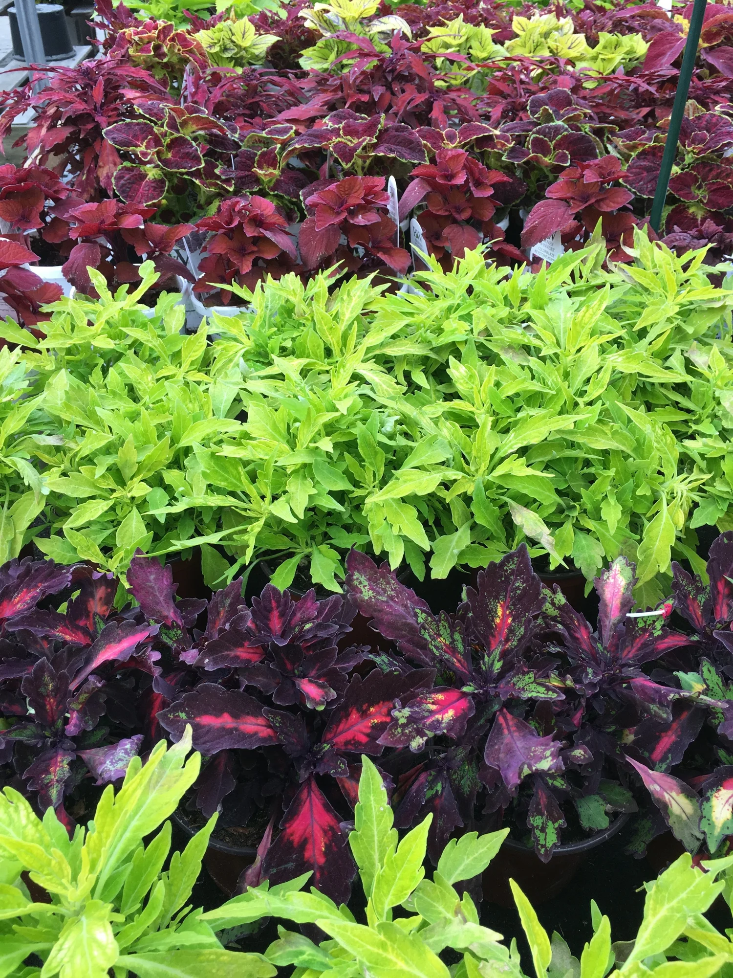 Outdoor Plants Patio Gardens Victoria