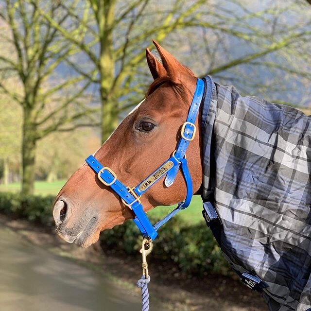 Super excited to Announce the sponsorship with @poseidonequine for Woodside lady loxley (Betty) 
We started to use Digestive eq in March 2018 and the change in her has been outstanding 
We have also had great results with the stress paste with Betty&