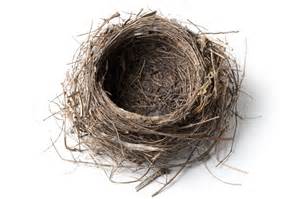 nest.jpg