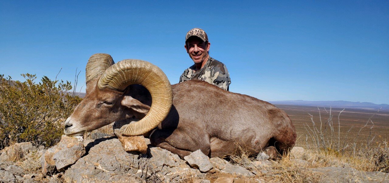 NEW MEXICO BIGHORN SHEEP — South Peak Guide Service