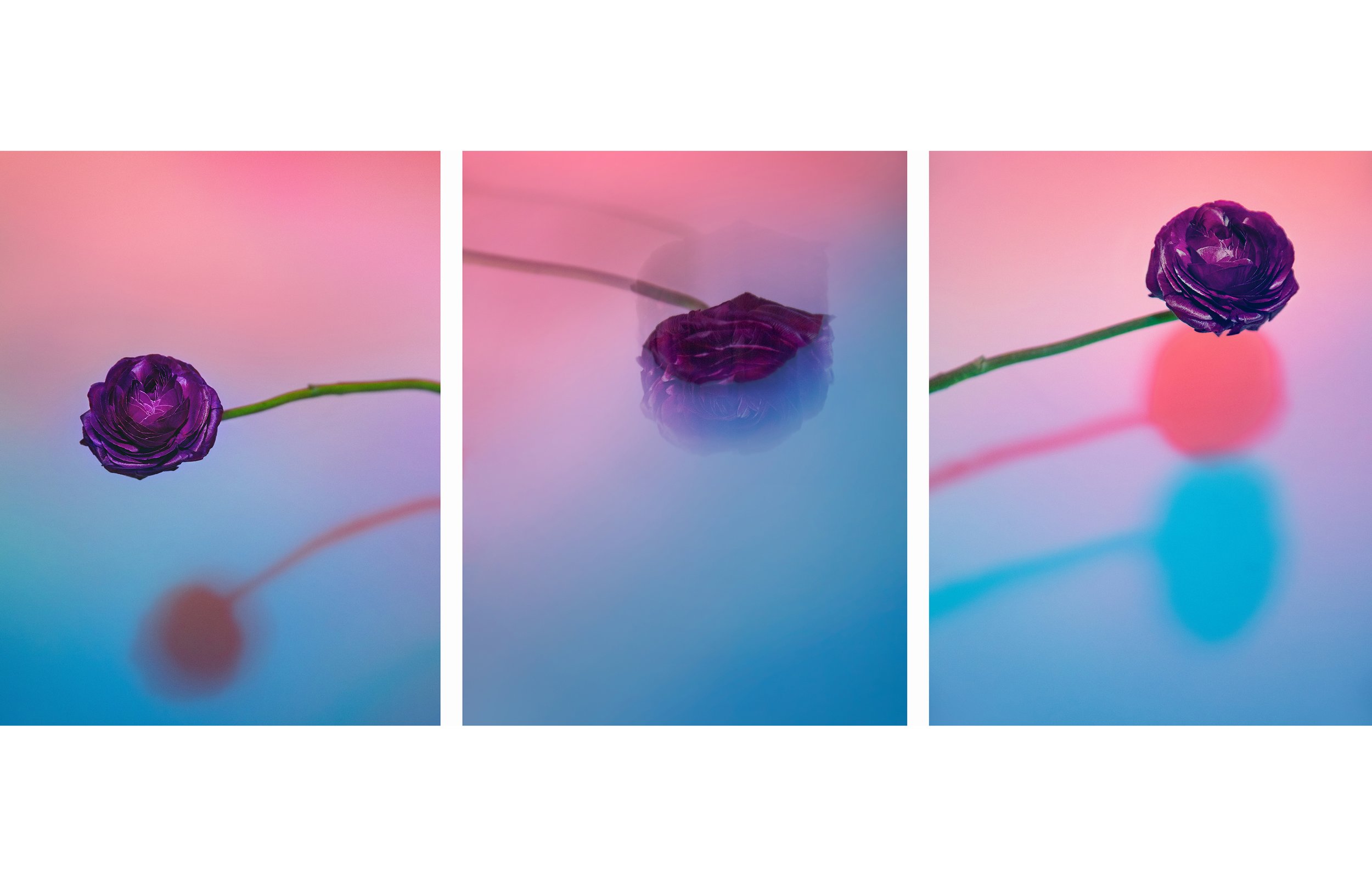 Flowers_LG_2.jpg