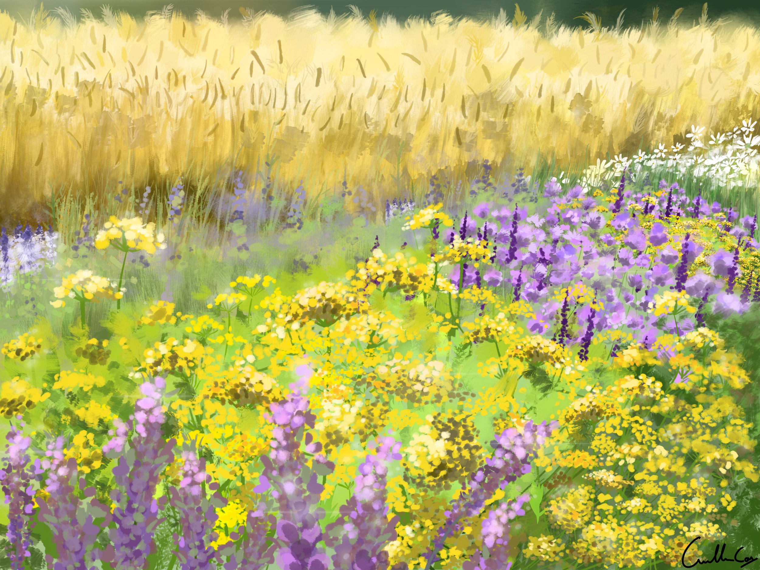 Meadow in Bloom