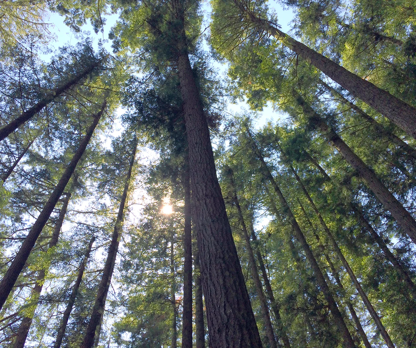 Allison trees.jpg