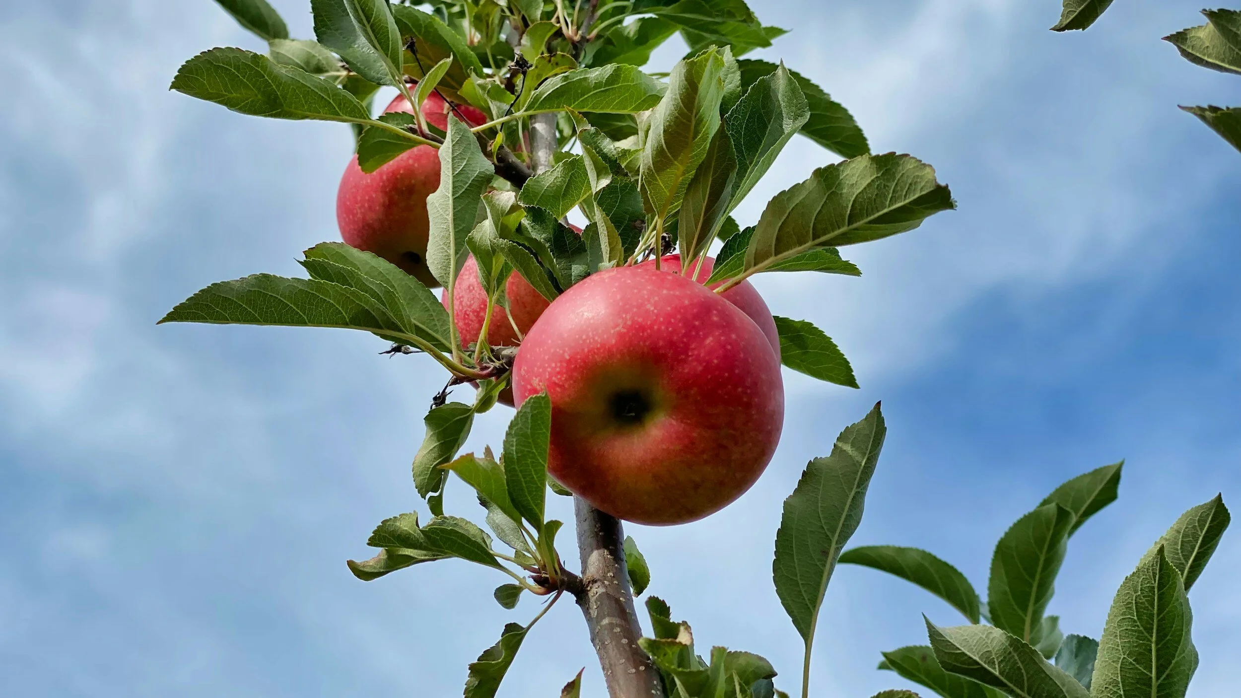 Apple Cider Ice Cream