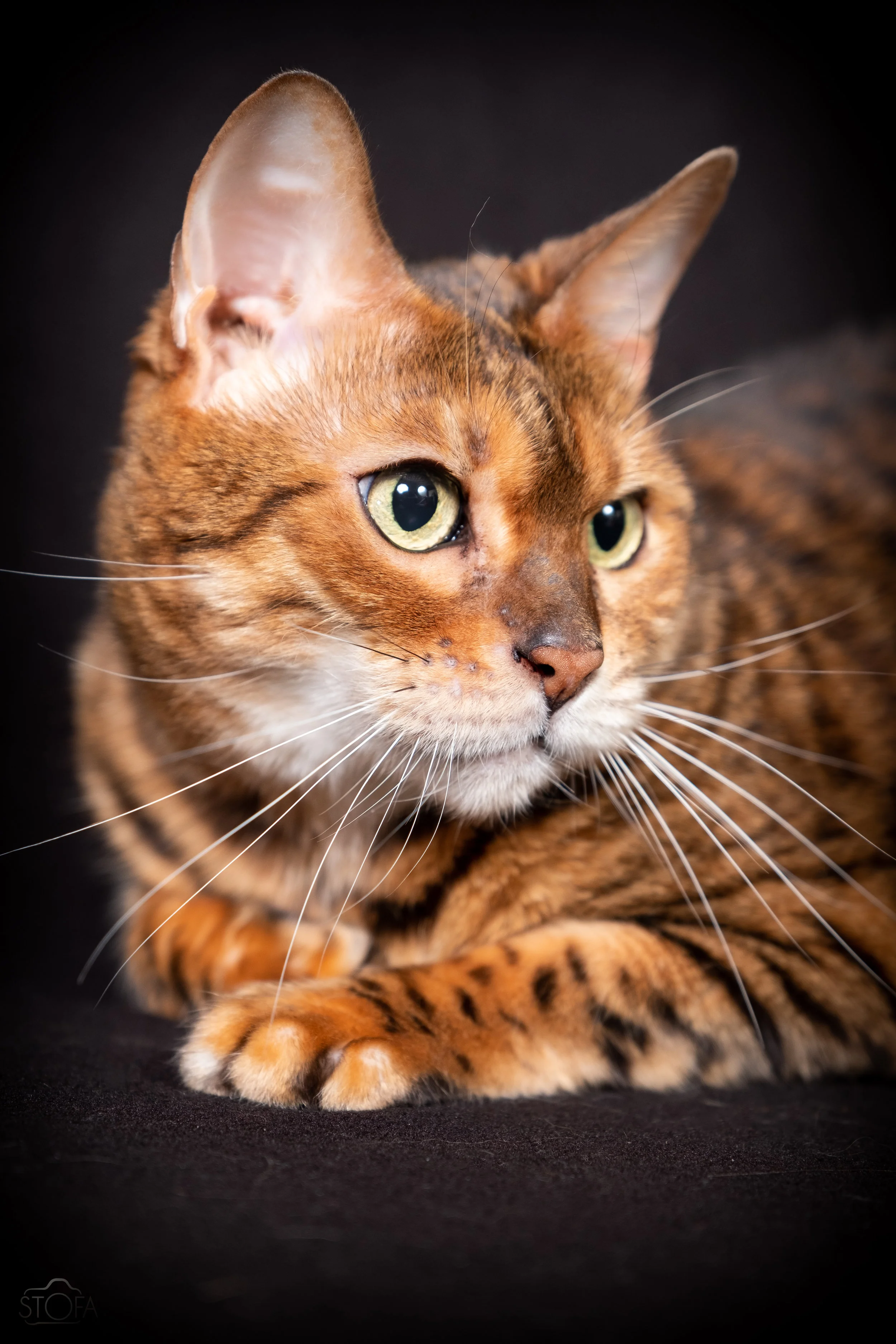 Lilu