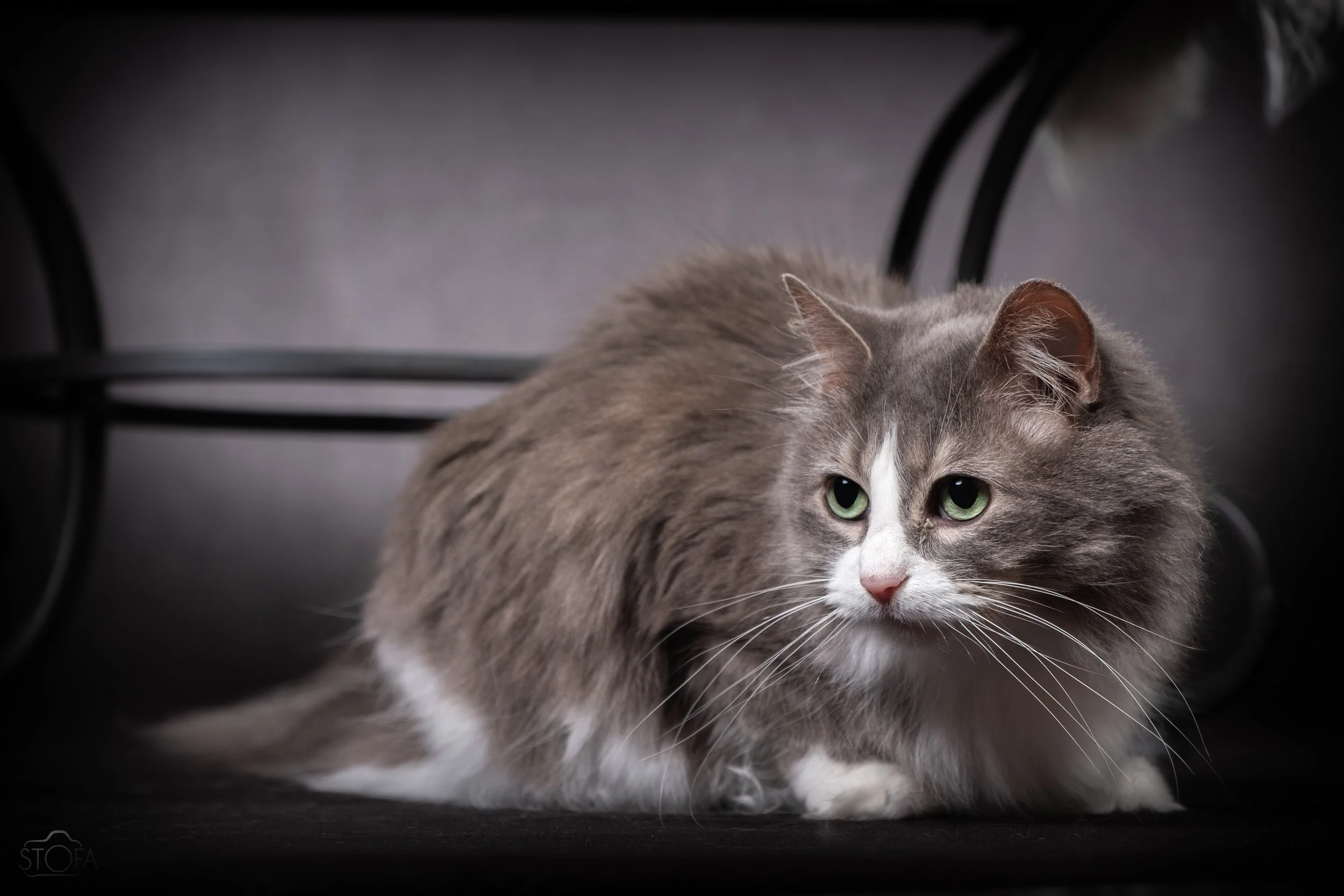 Pepper
