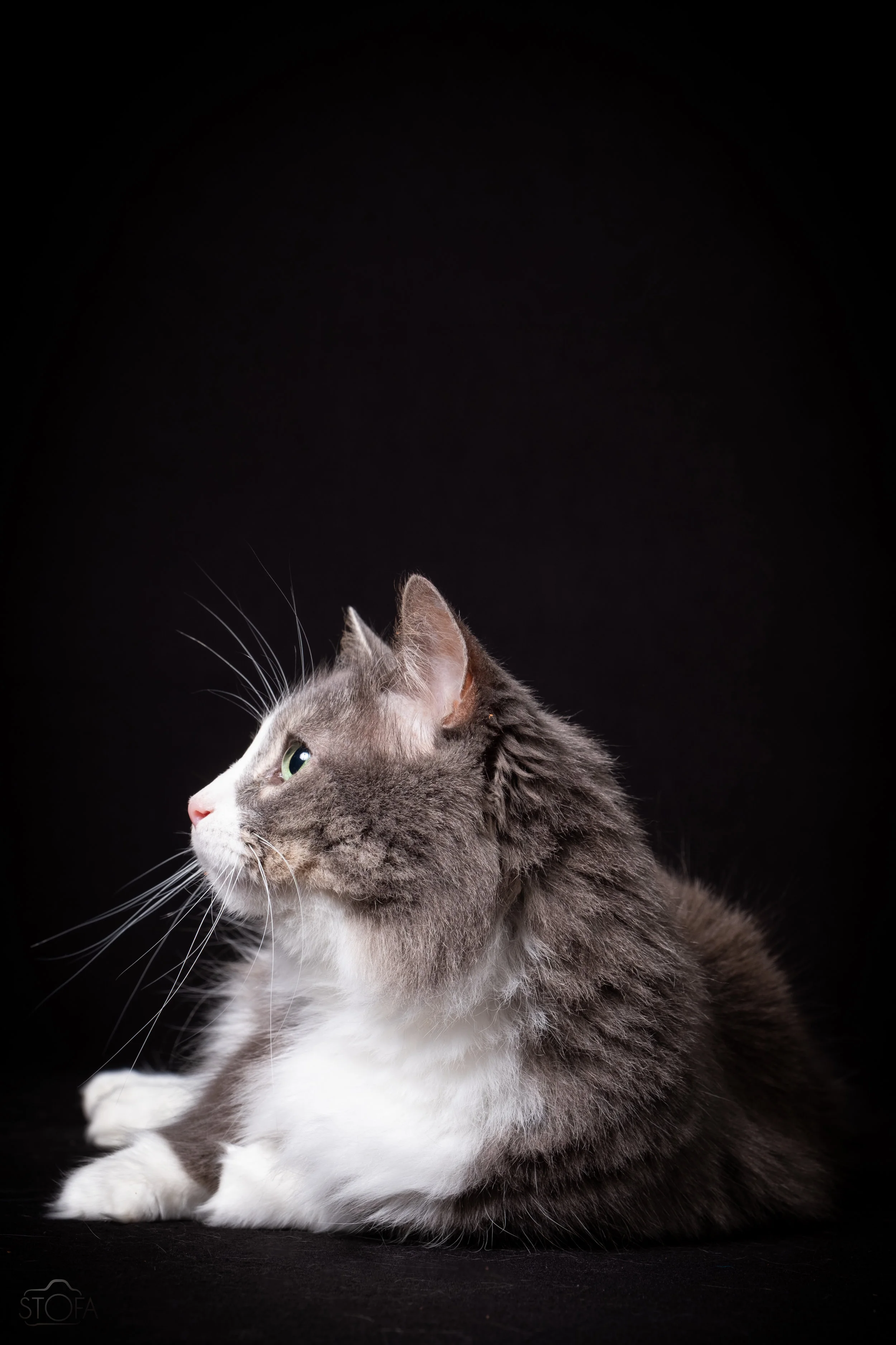 Pepper